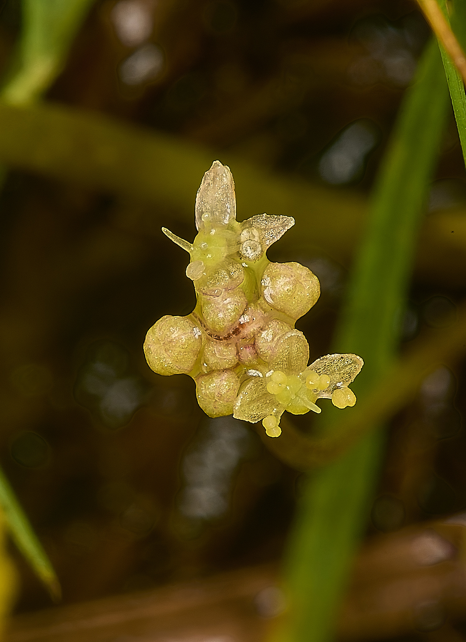 HowHillPennywort130724-2-NEF-