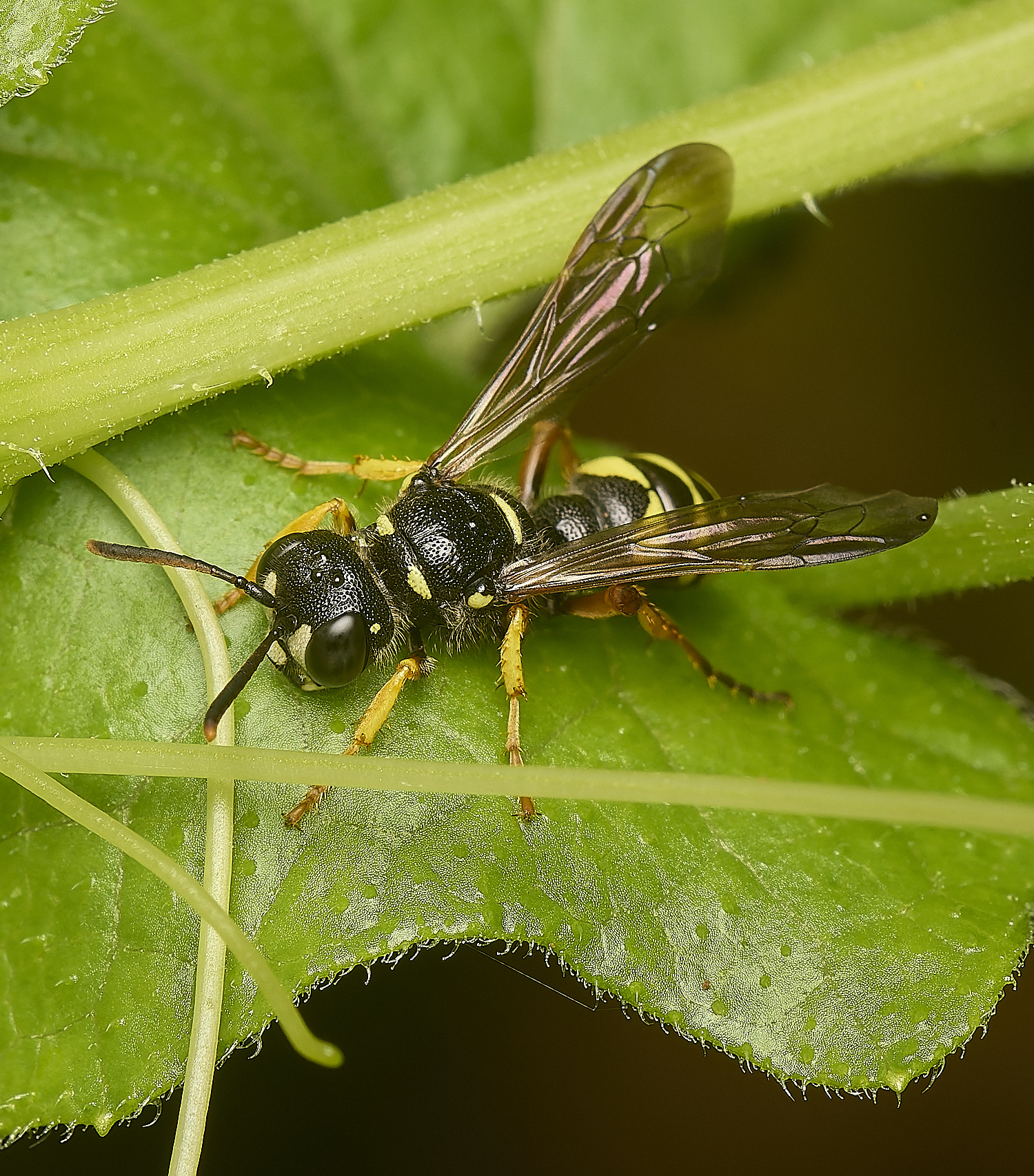 HowHillWasp130723-1-NEF-