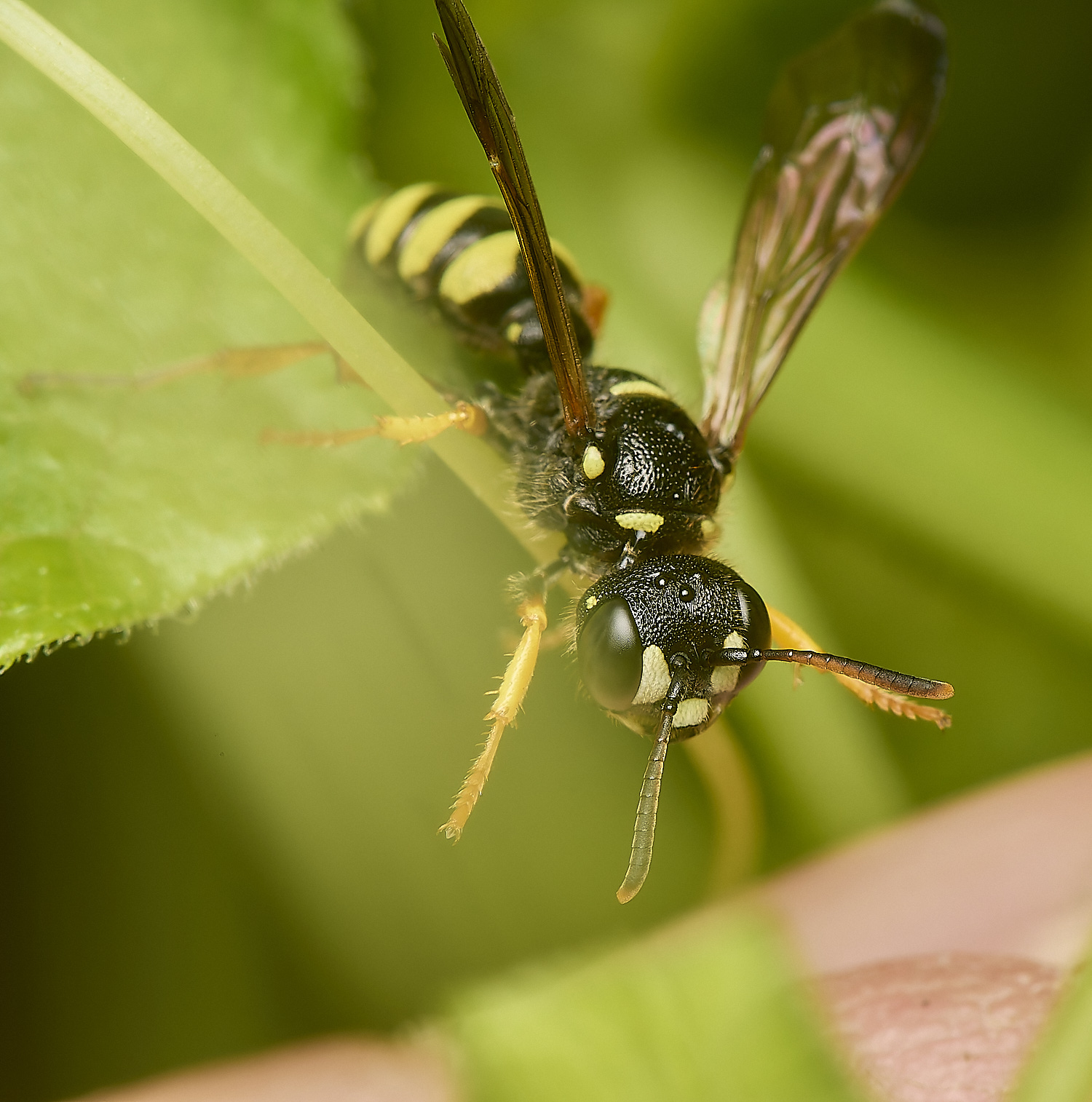 HowHillWasp130723-2-NEF-