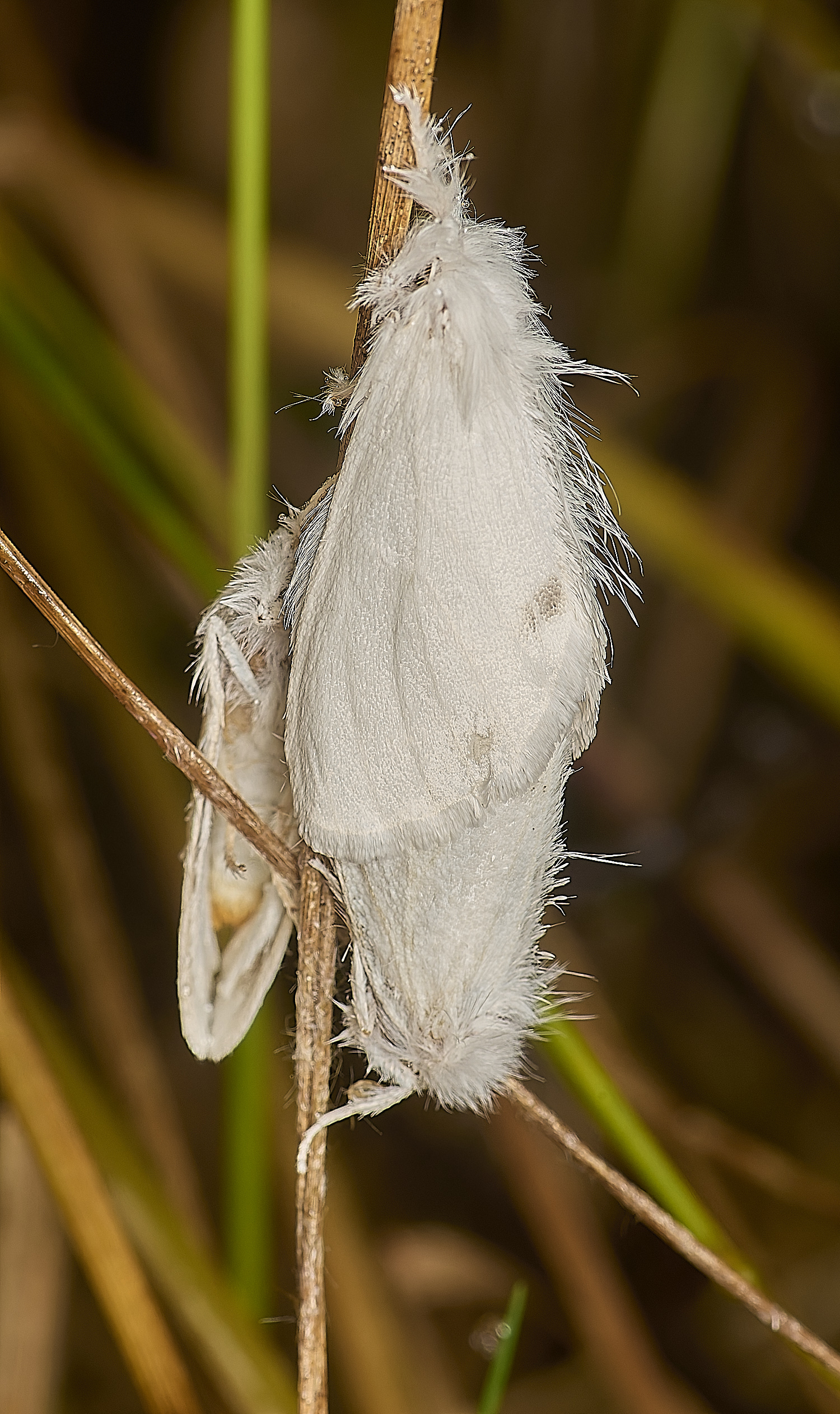 HowHillYellowMoth130724-1-NEF-