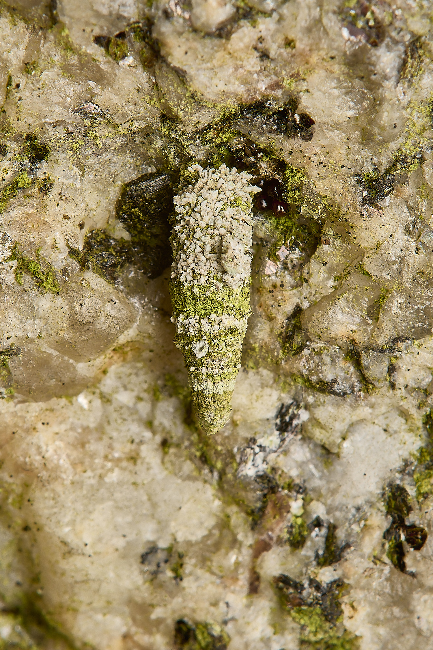 LimpenhoeBagworm160724-3