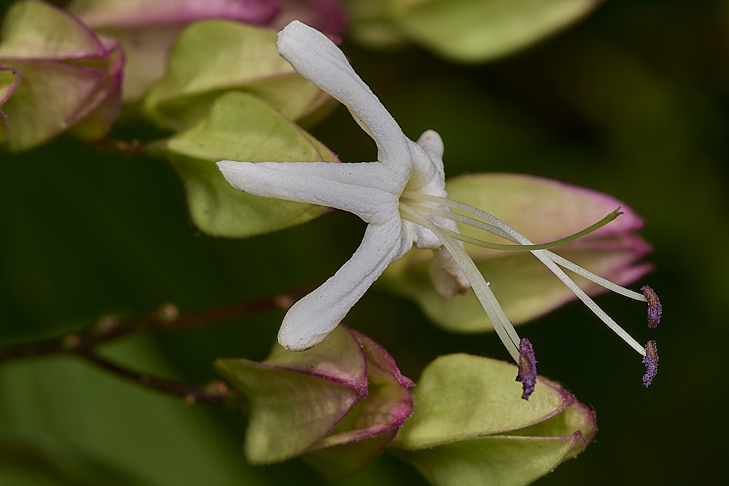 LittlePlumsteadClerodendron230824-2