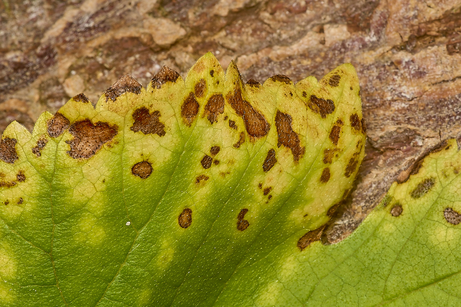 LittlePlumsteadFungus200824-3