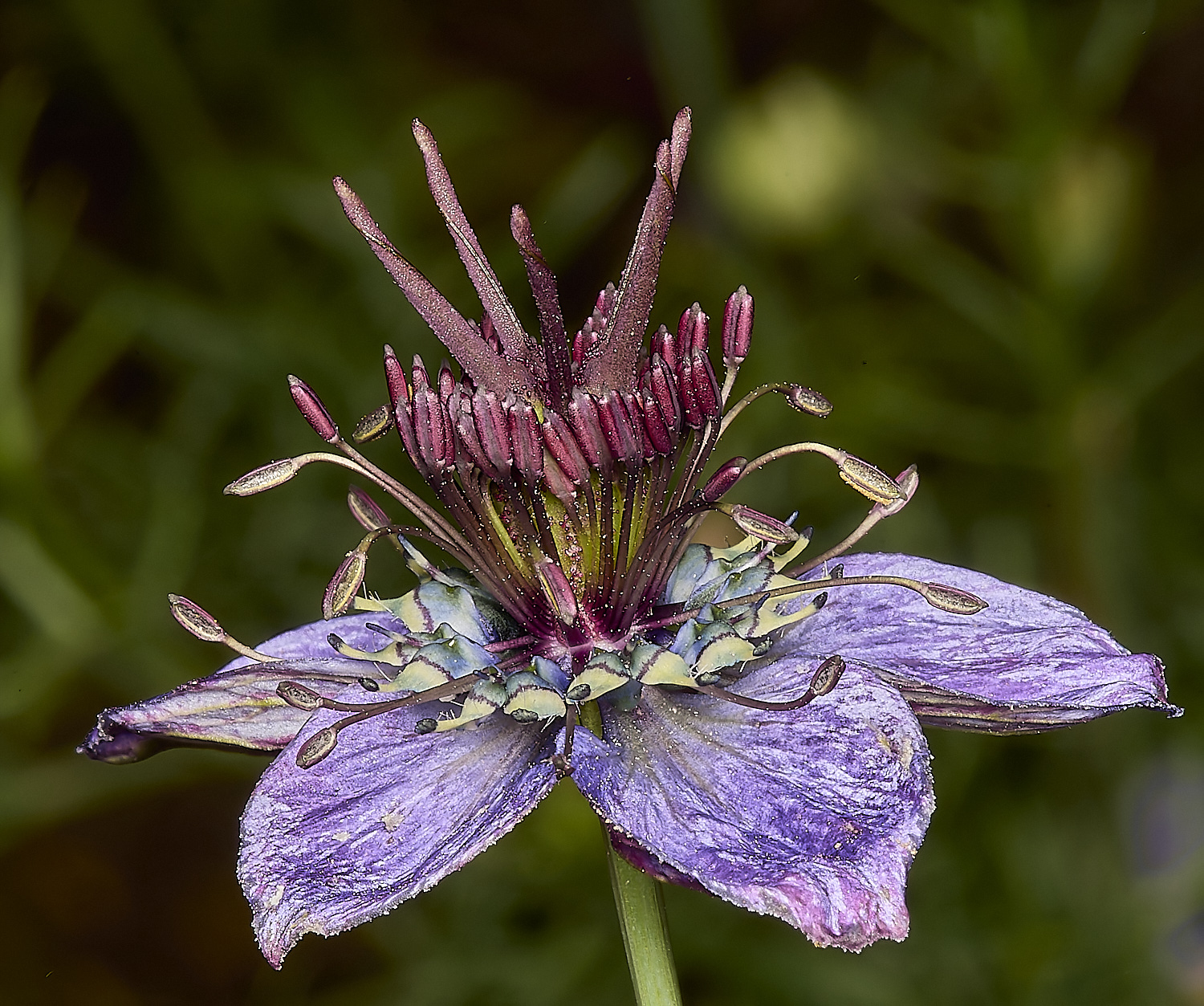 LittlePlumsteadNigella200824-1