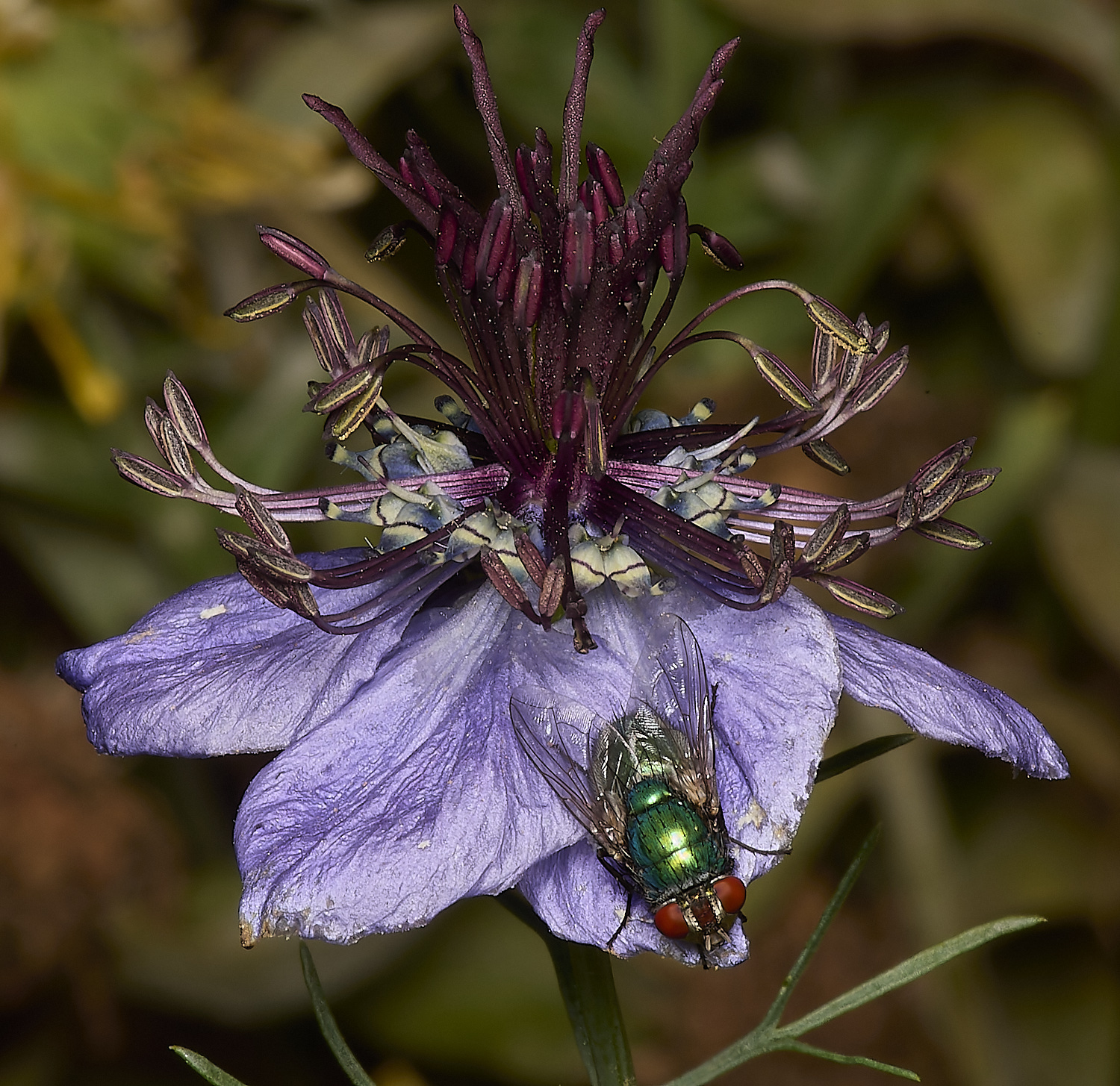 LittlePlumsteadNigella200824-2