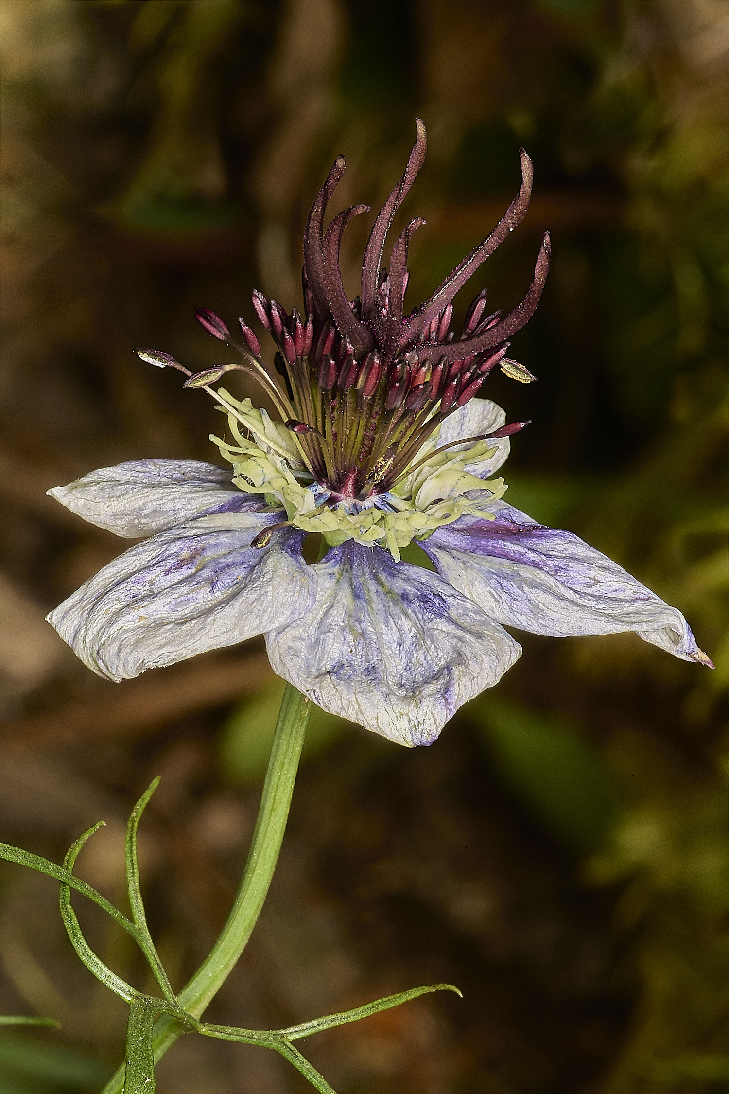 LittlePlumsteadNigella200824-5