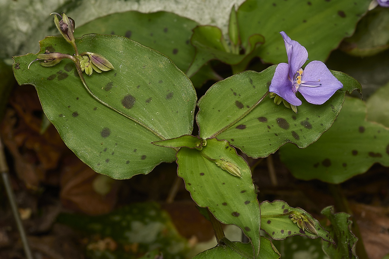 LittlePlumsteadPurplePlantPlant180824-1-NEF-