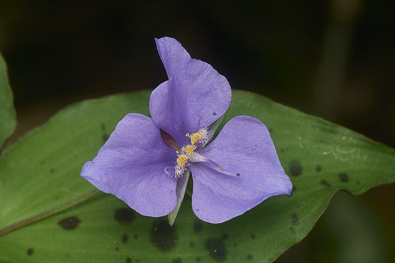 LittlePlumsteadPurplePlantPlant180824-2-NEF-