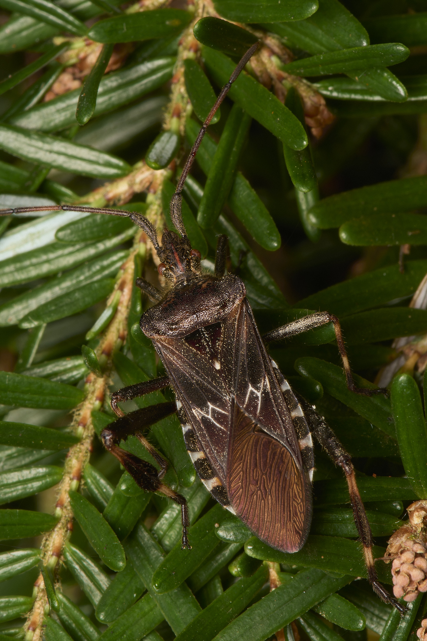 LynfordWesternConifer SeedBug070924-1-NEF- 1