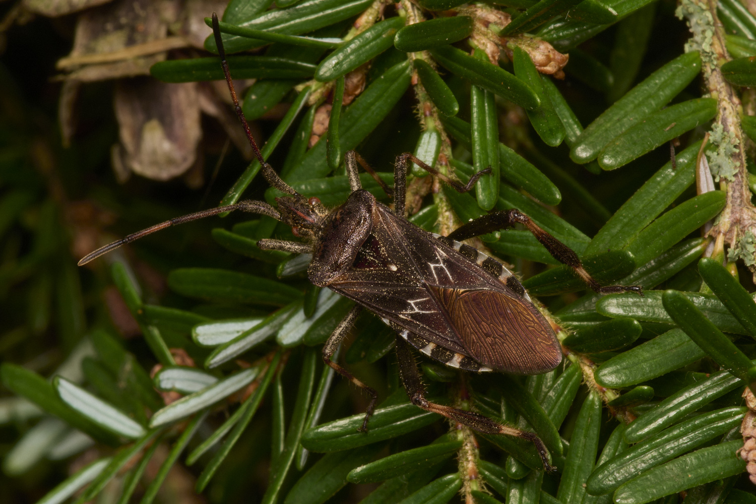 LynfordWesternConifer SeedBug070924-2-NEF- 1