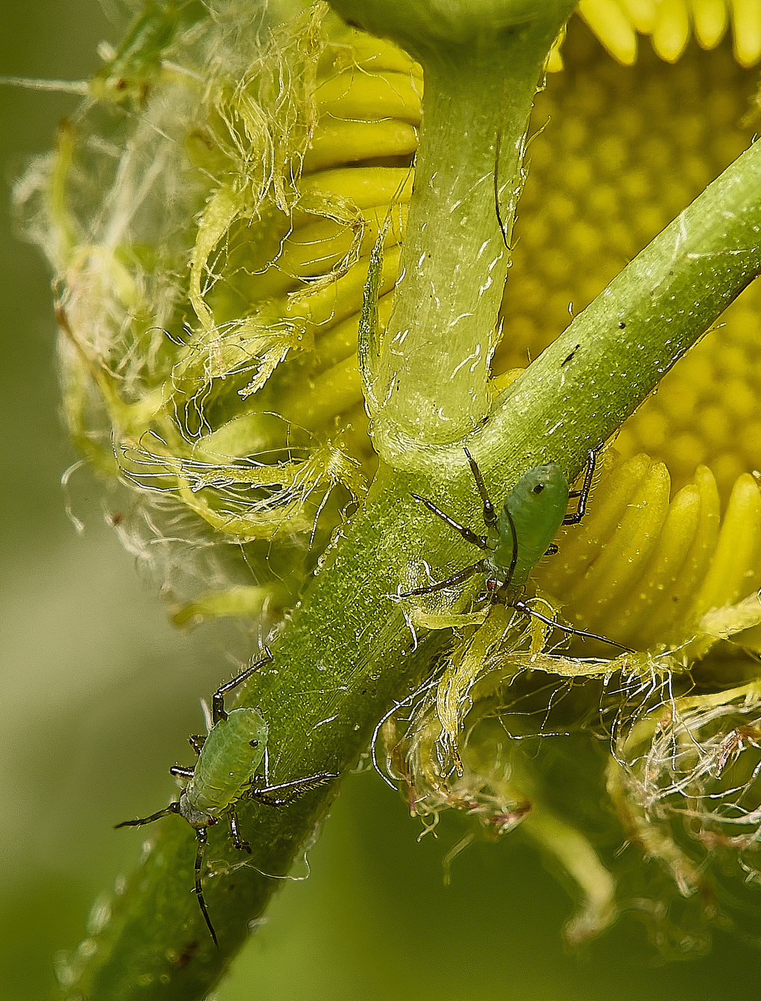 Marty&#39;sMarshMeadowVetchlingAphid040824-1 1