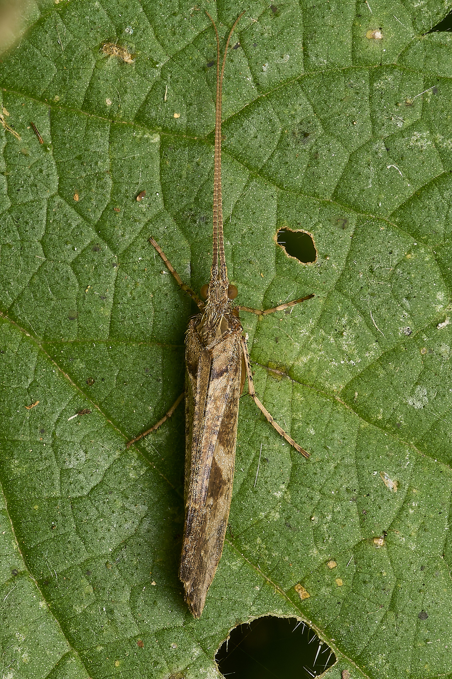 MartysMarshCaddisFly040824-1-NEF- 1