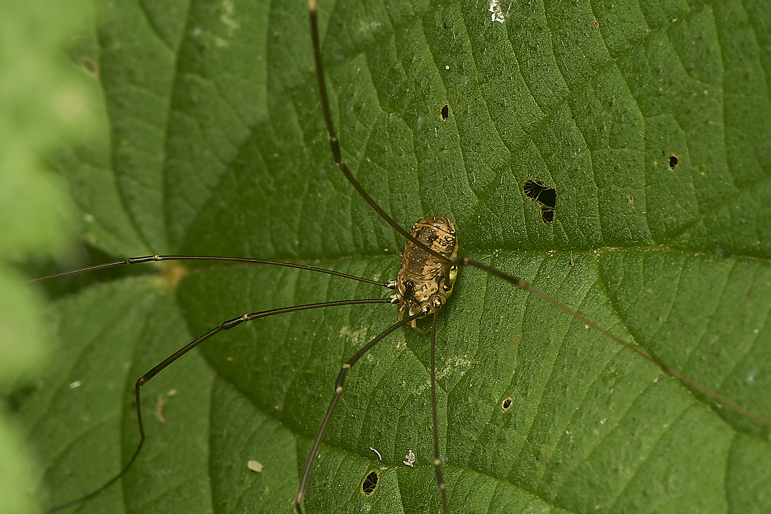 MartysMarshHarvestmen040824-1-NEF-