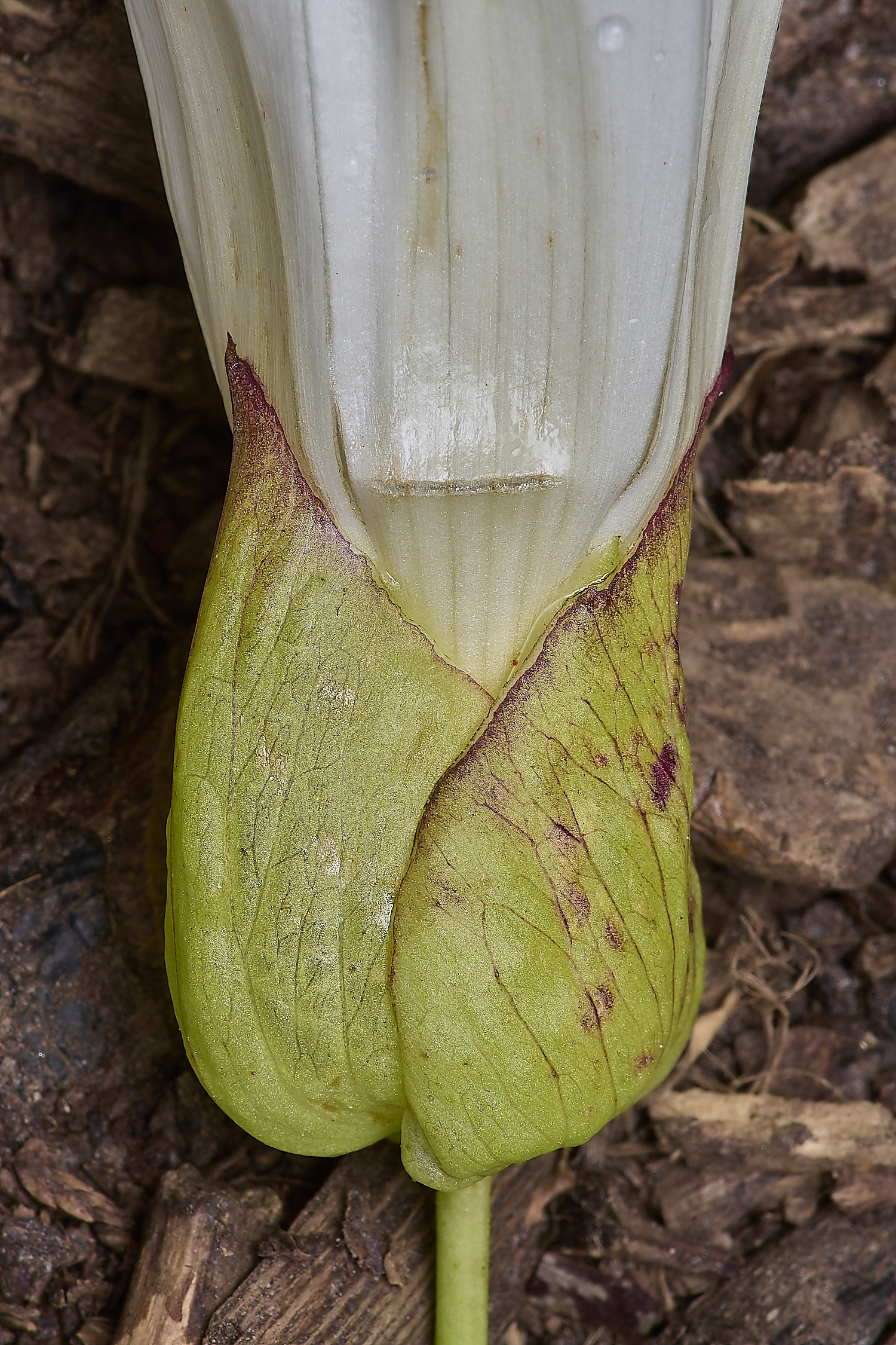 MartysMarshLargeBindweed040824-1-NEF-