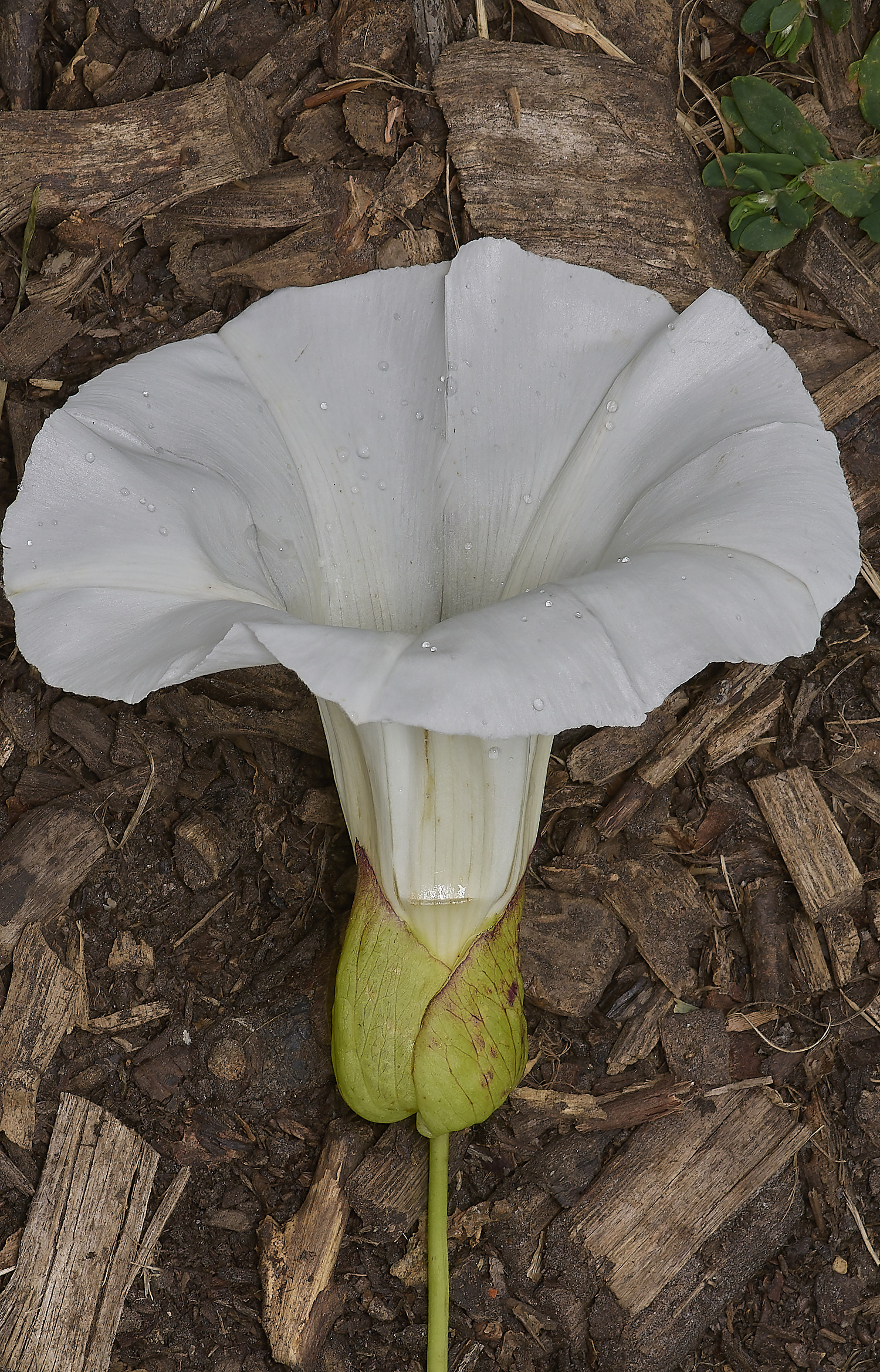 MartysMarshLargeBindweed040824-2-NEF-