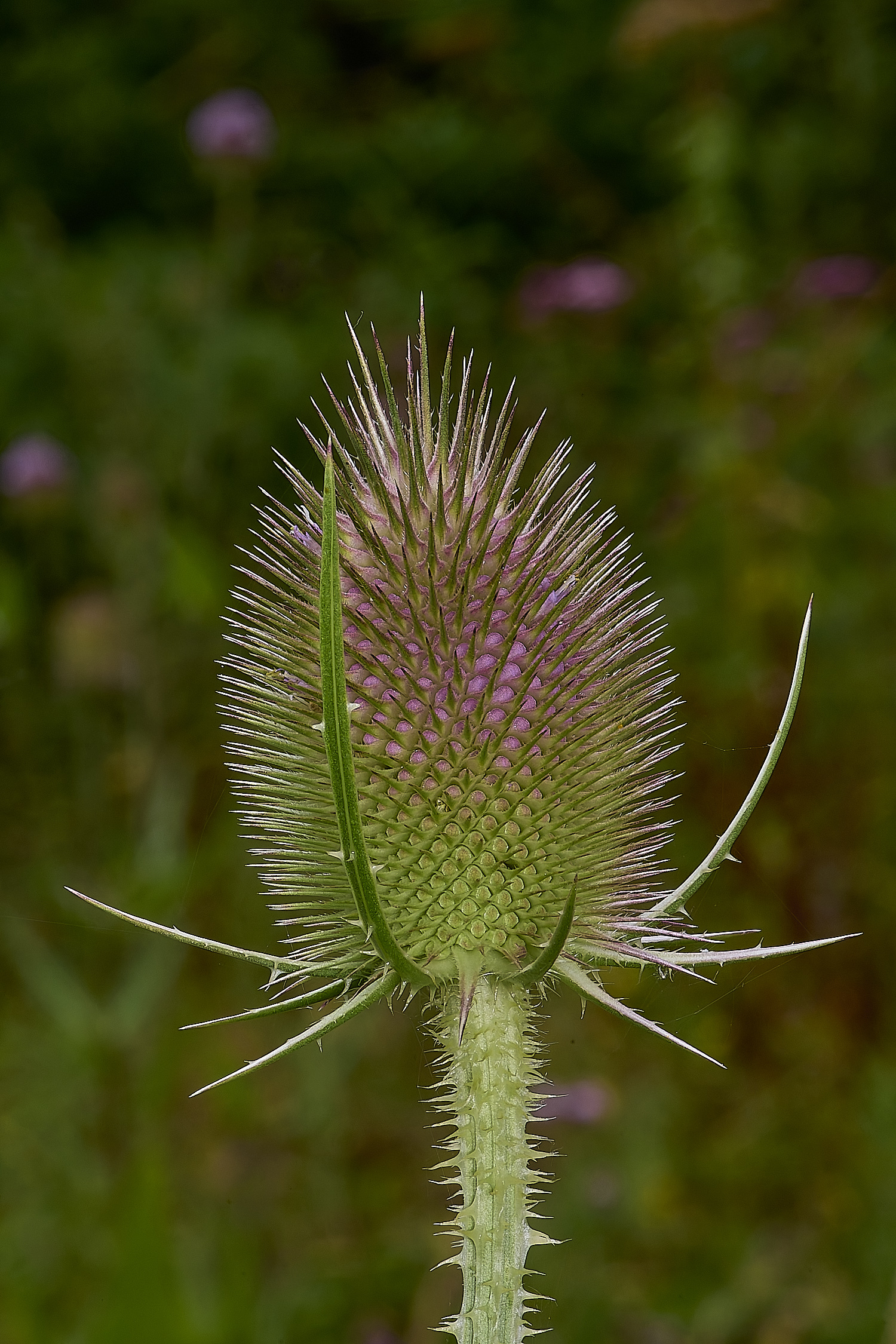 MartysMarshTeasel040824-1-NEF-