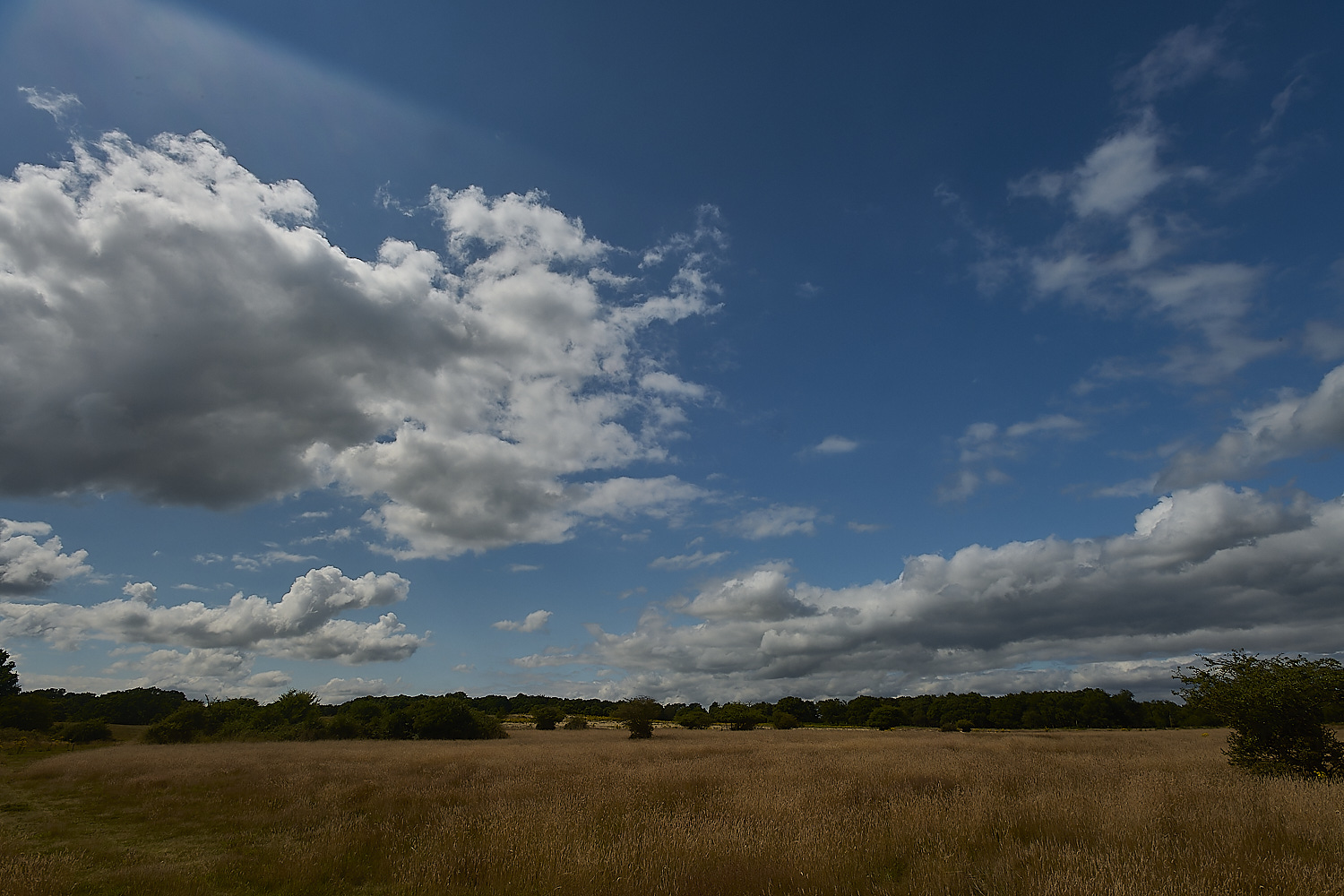 Minsmere230724-1