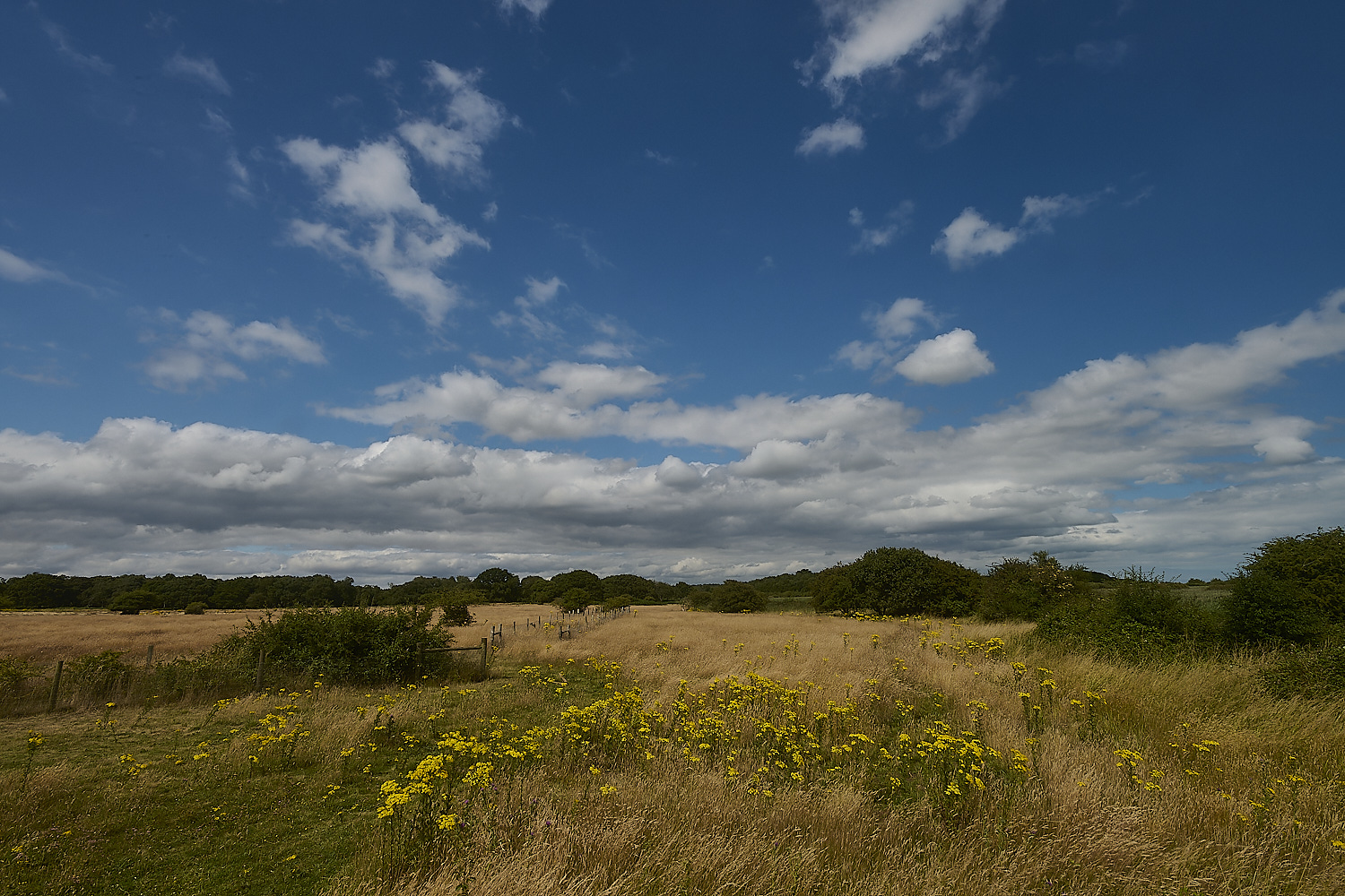 Minsmere230724-2