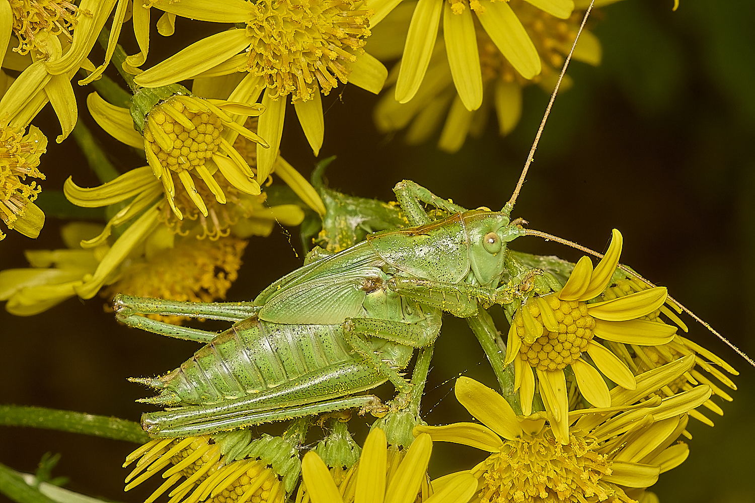 MinsmereBushCricket230724-2