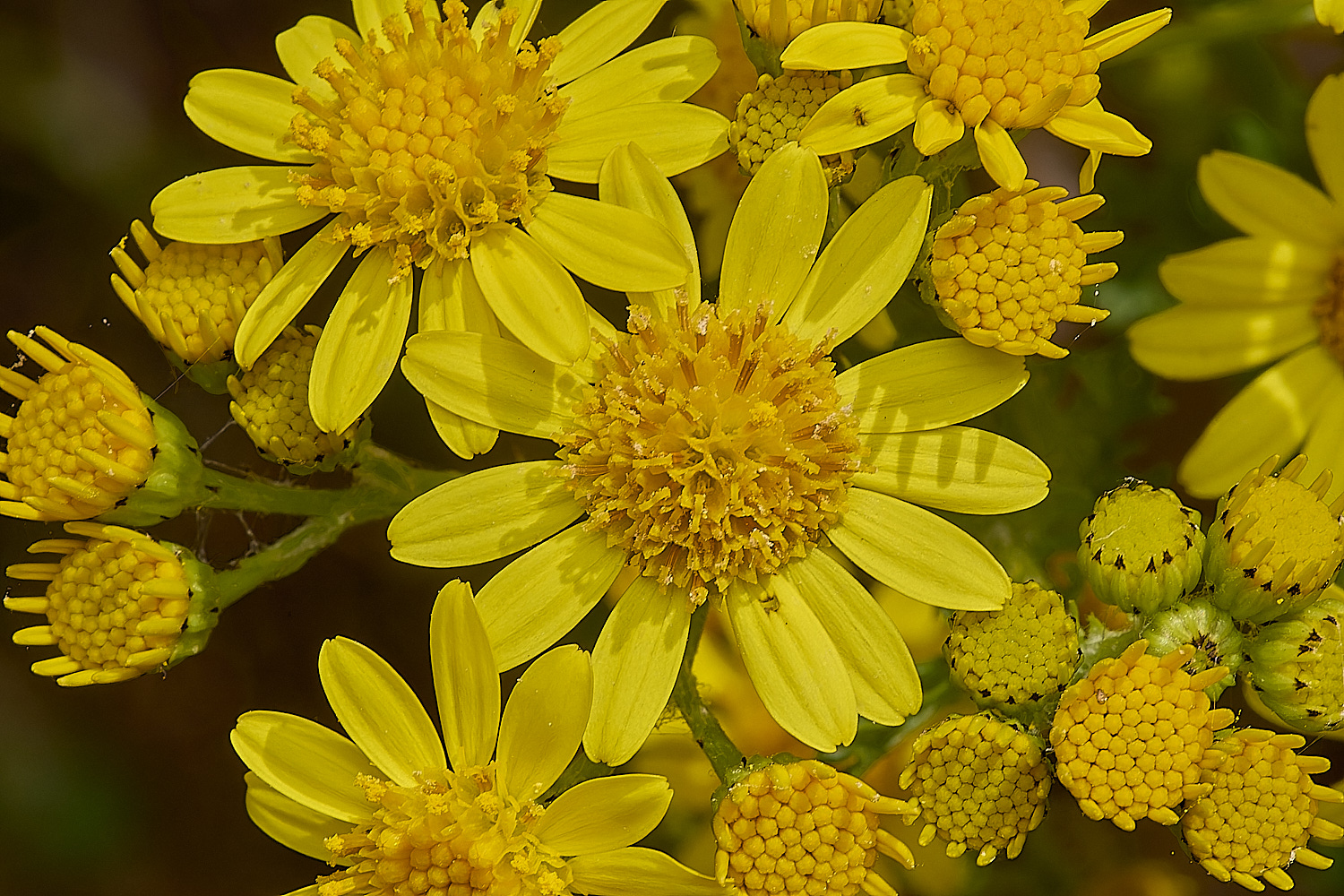 MinsmereRagwort230724-2