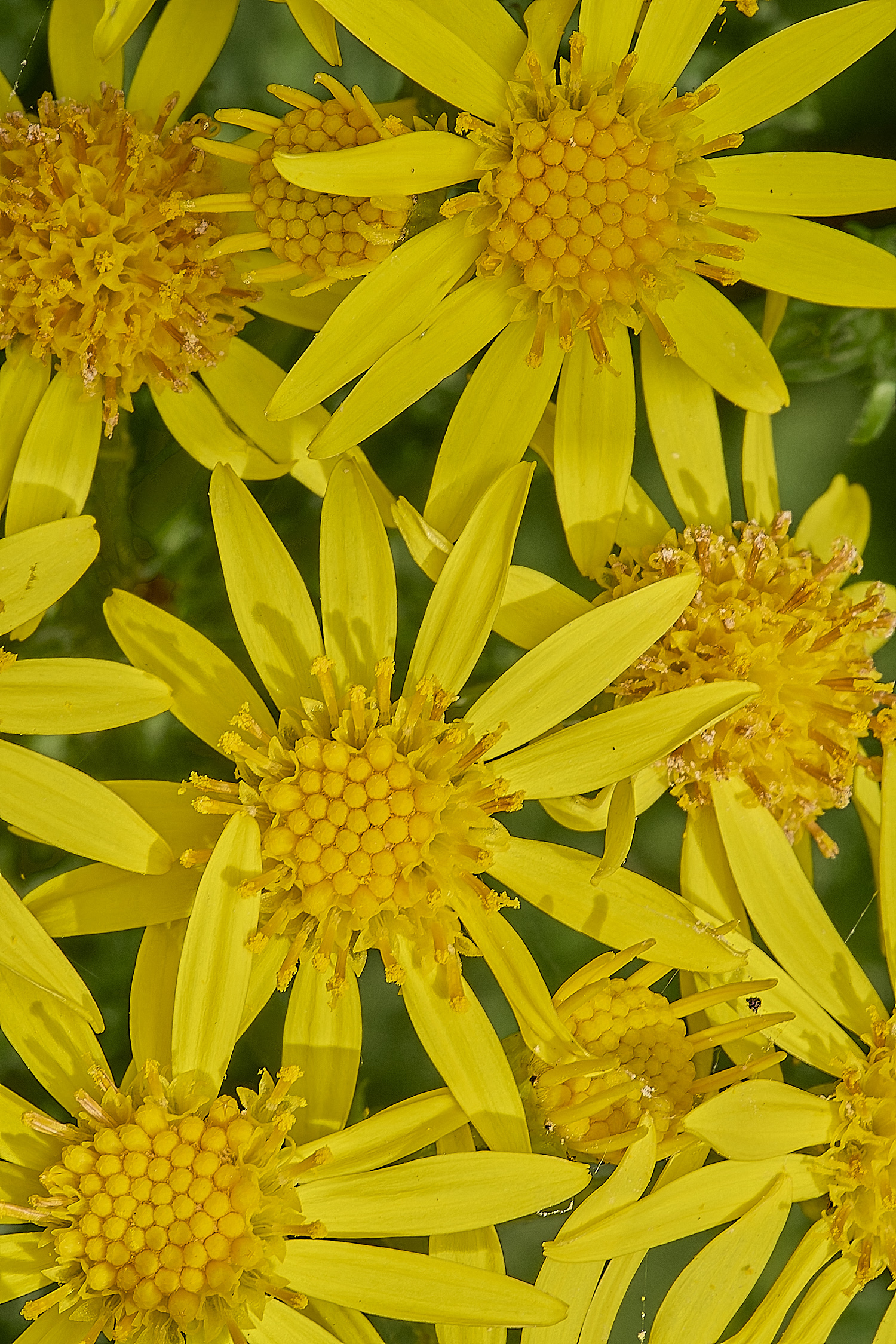 MinsmereRagwort230724-3