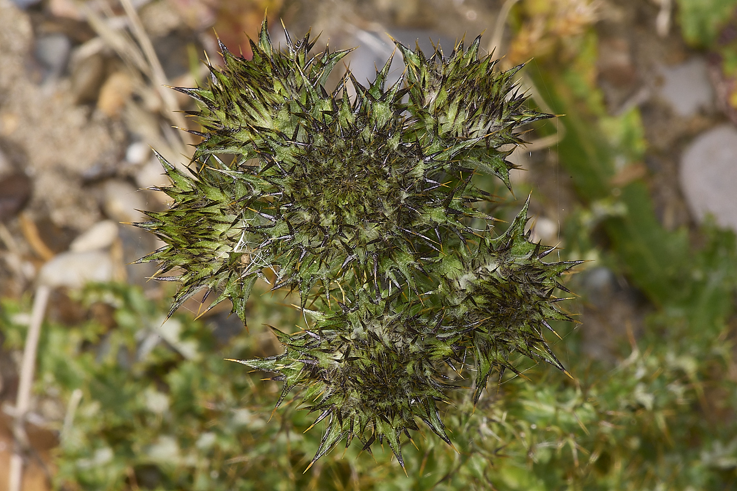 MinsmereThistle230724-1