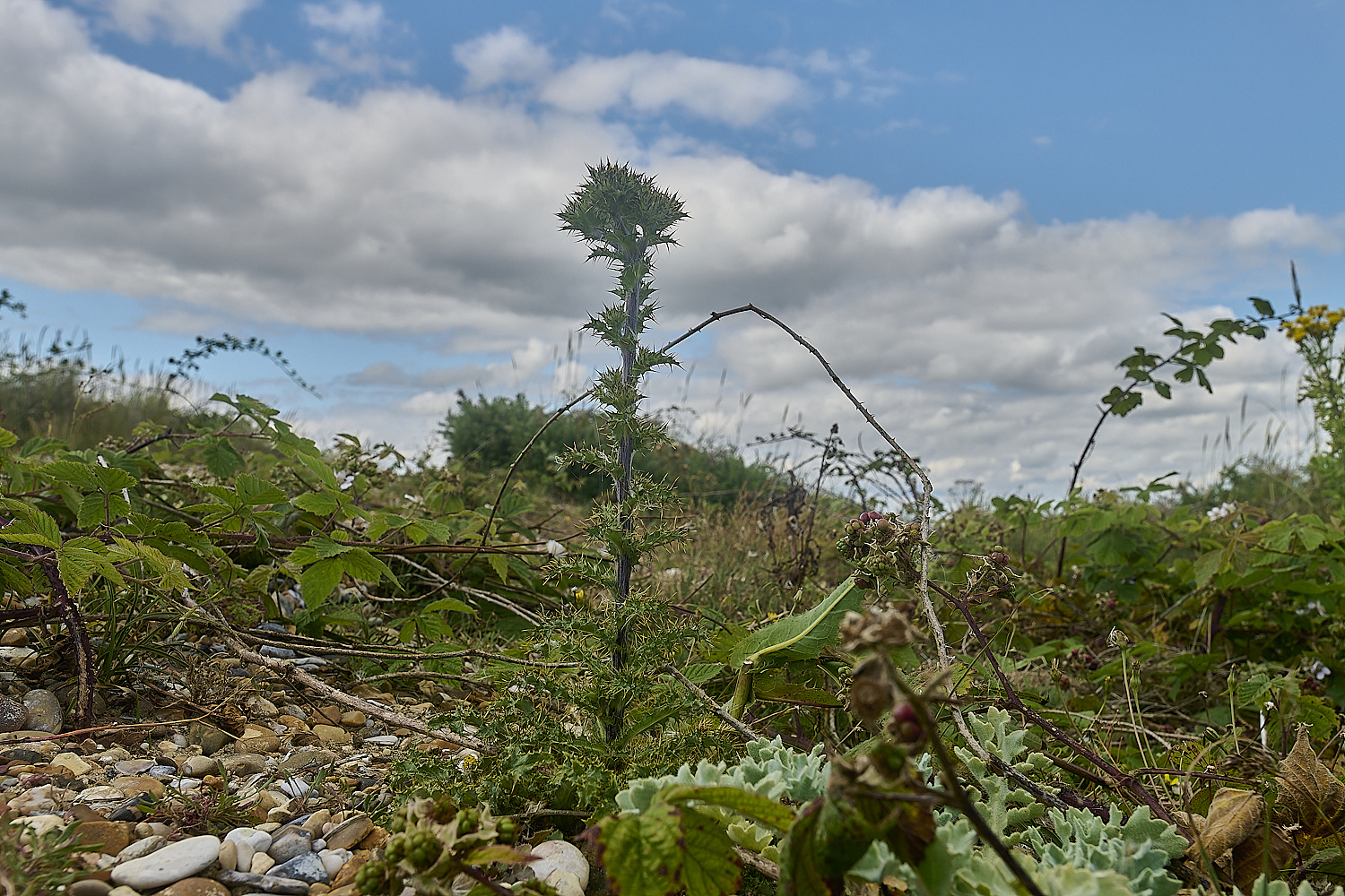 MinsmereThistle230724-3