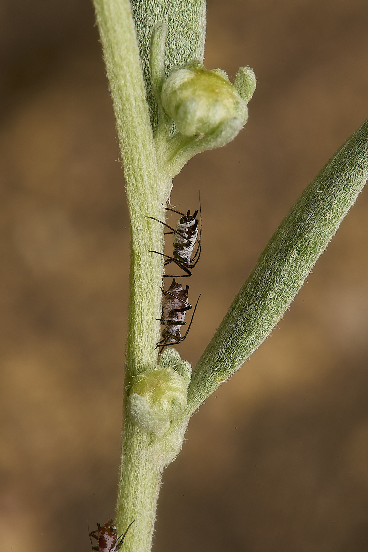 NorwichHerbalWormwoodAphid070824-2