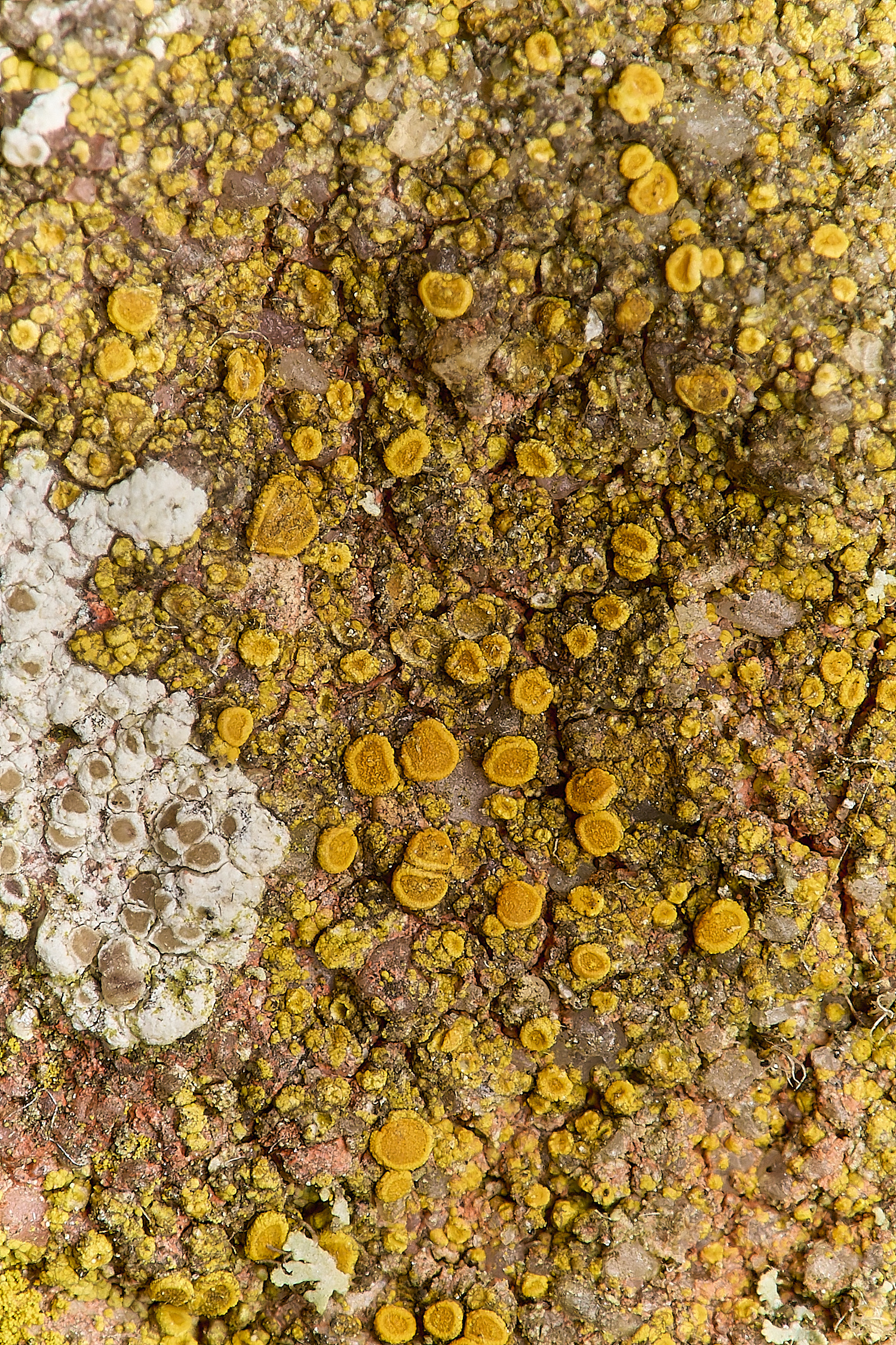 SouthwoldLichen12250724-2