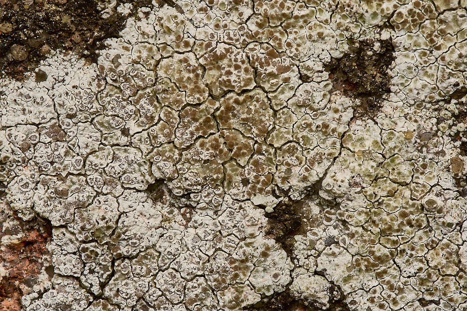 SouthwoldLichen13250724-1