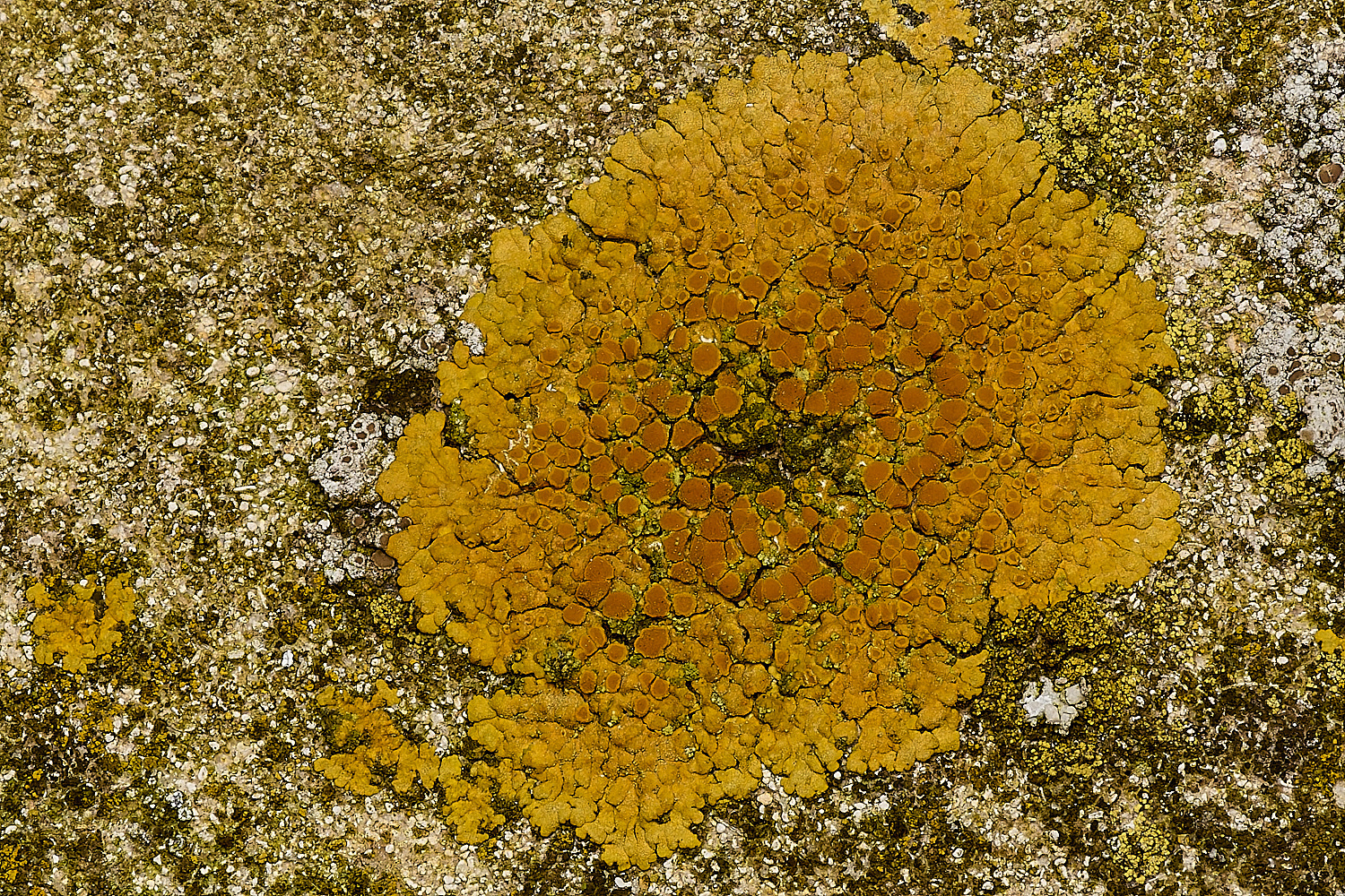 SouthwoldLichen2250724-1