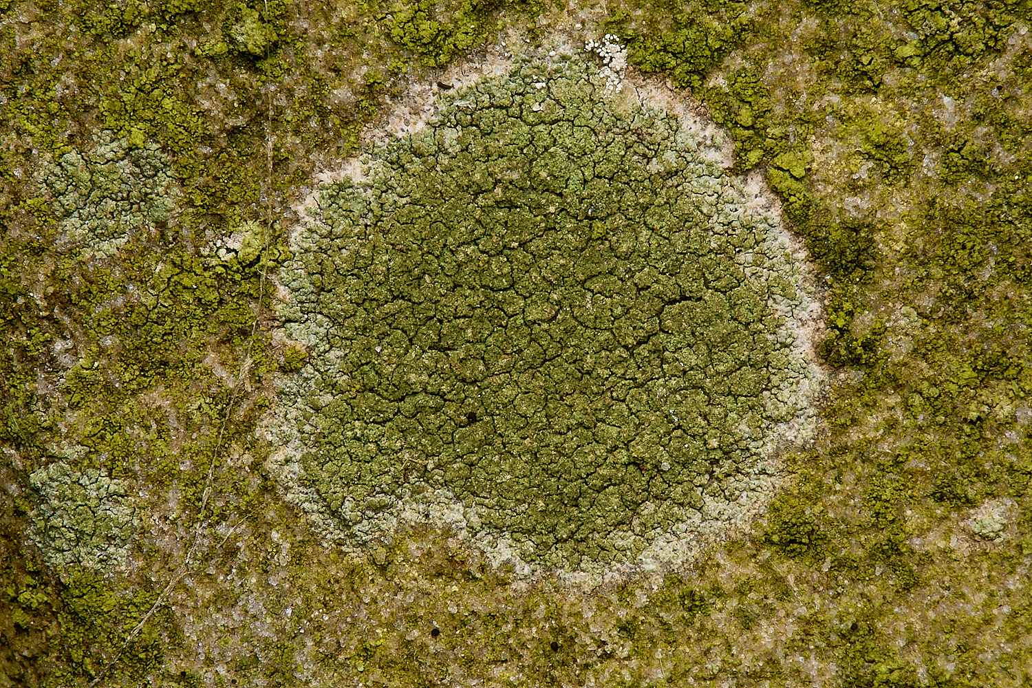 SouthwoldLichen9250724-1