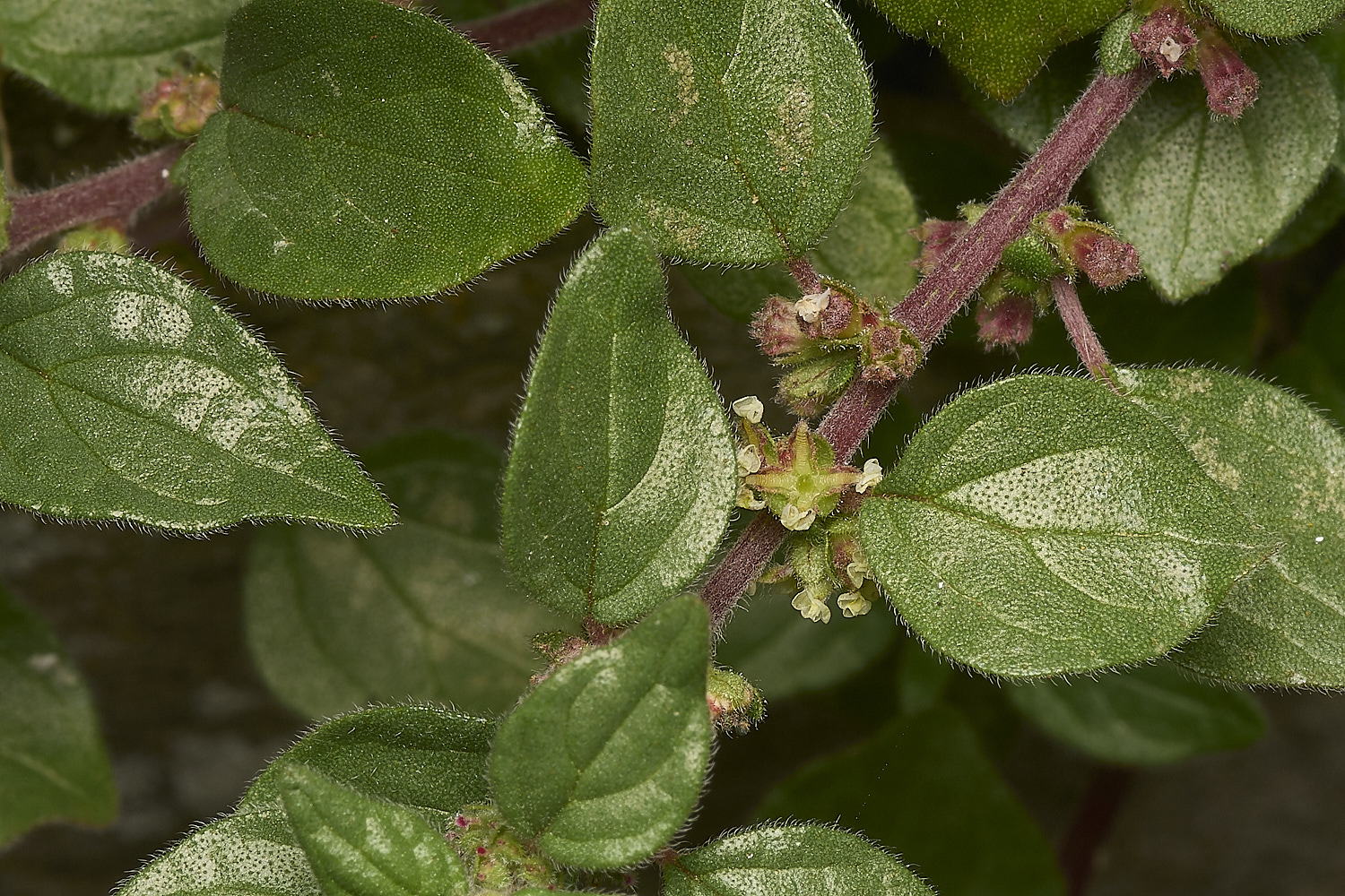 SouthwoldPellitory250724-2