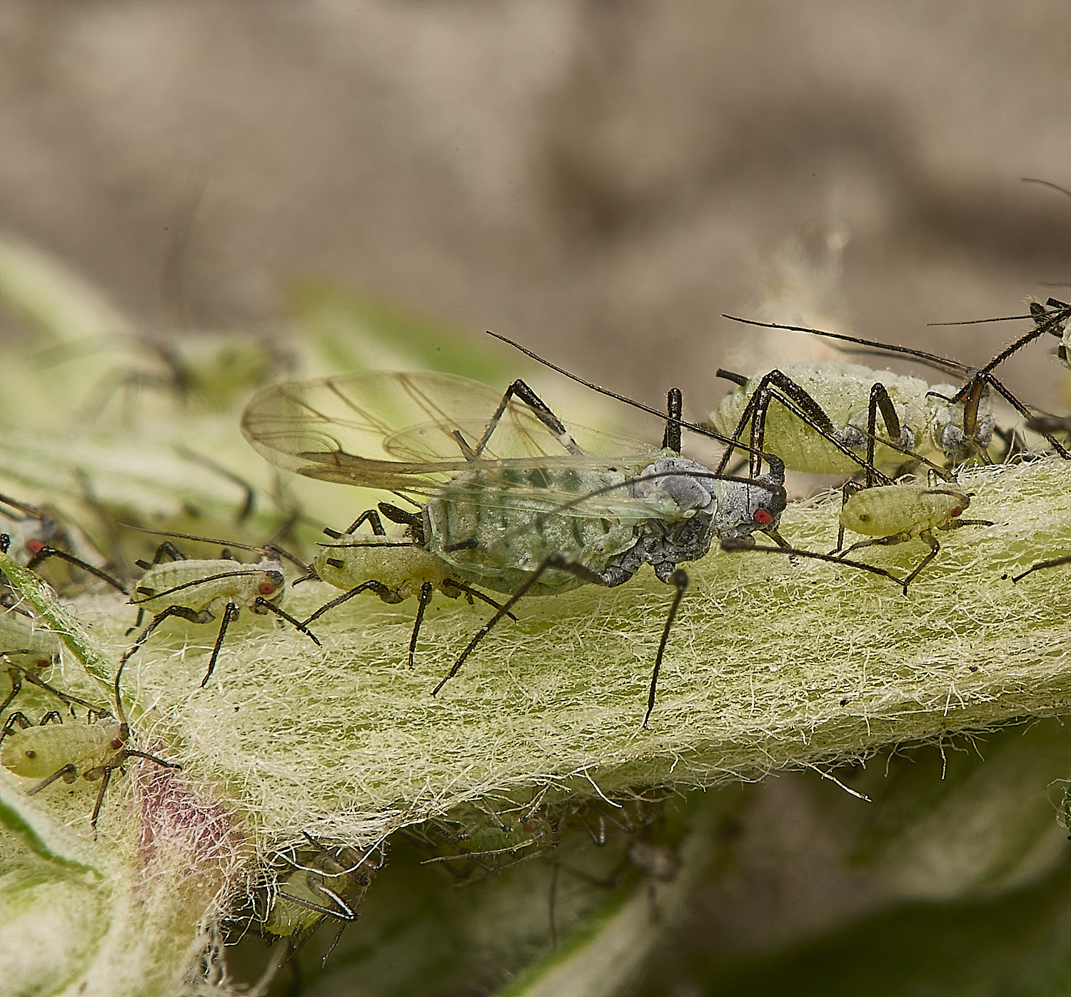 SouthwoldWormwoodAphid250724-3