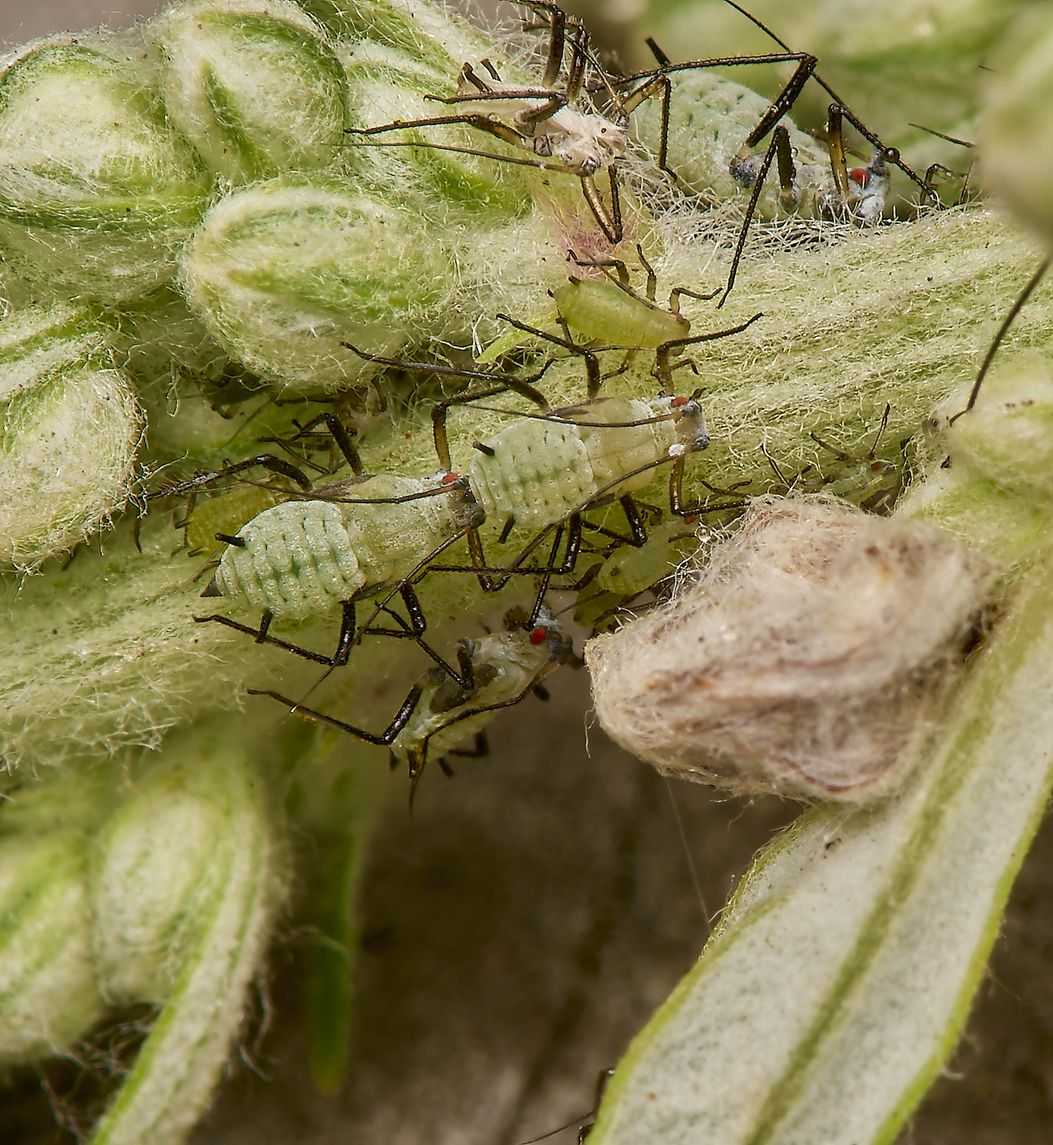 SouthwoldWormwoodAphid250724-4