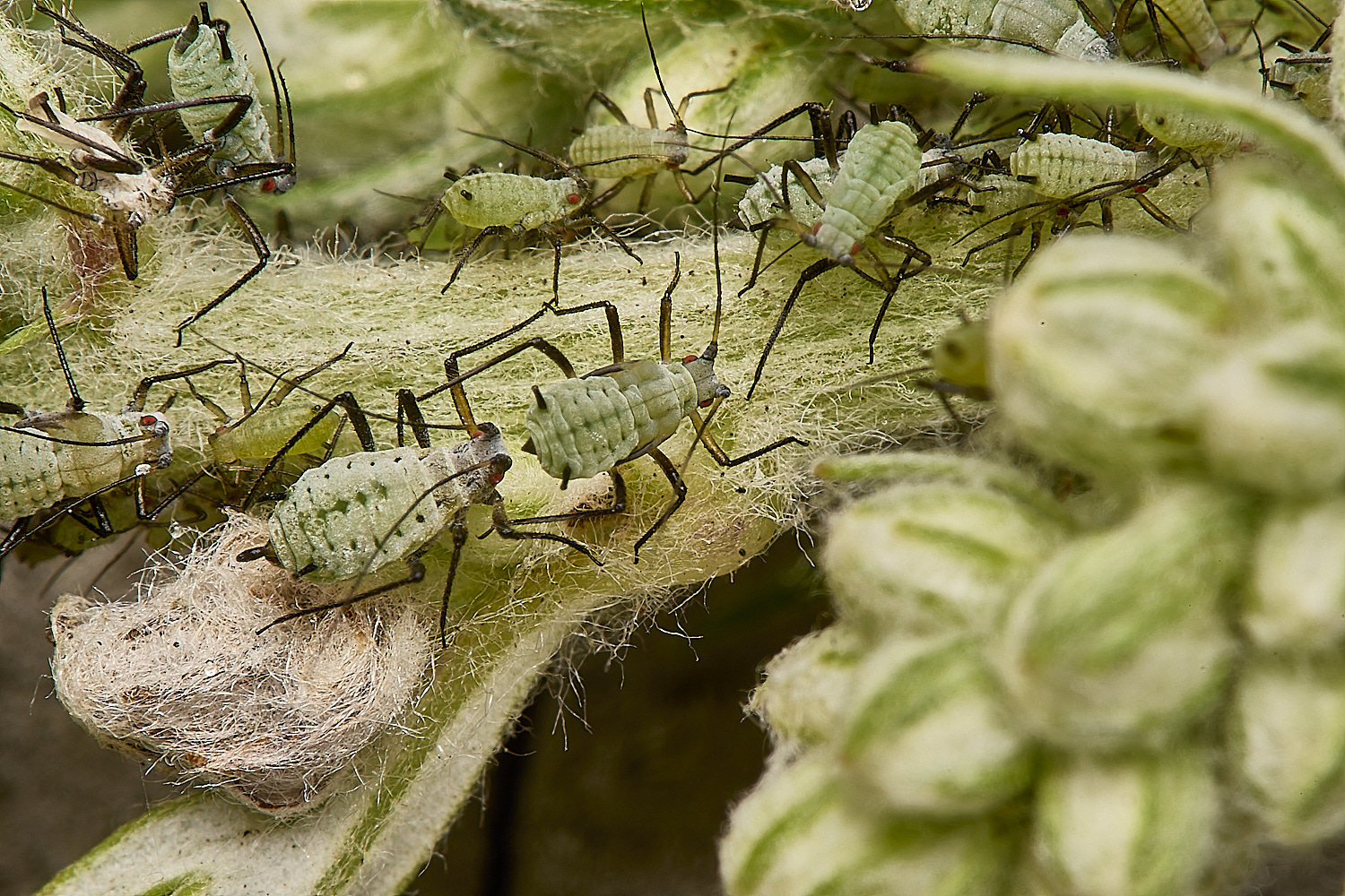 SouthwoldWormwoodAphid250724-6