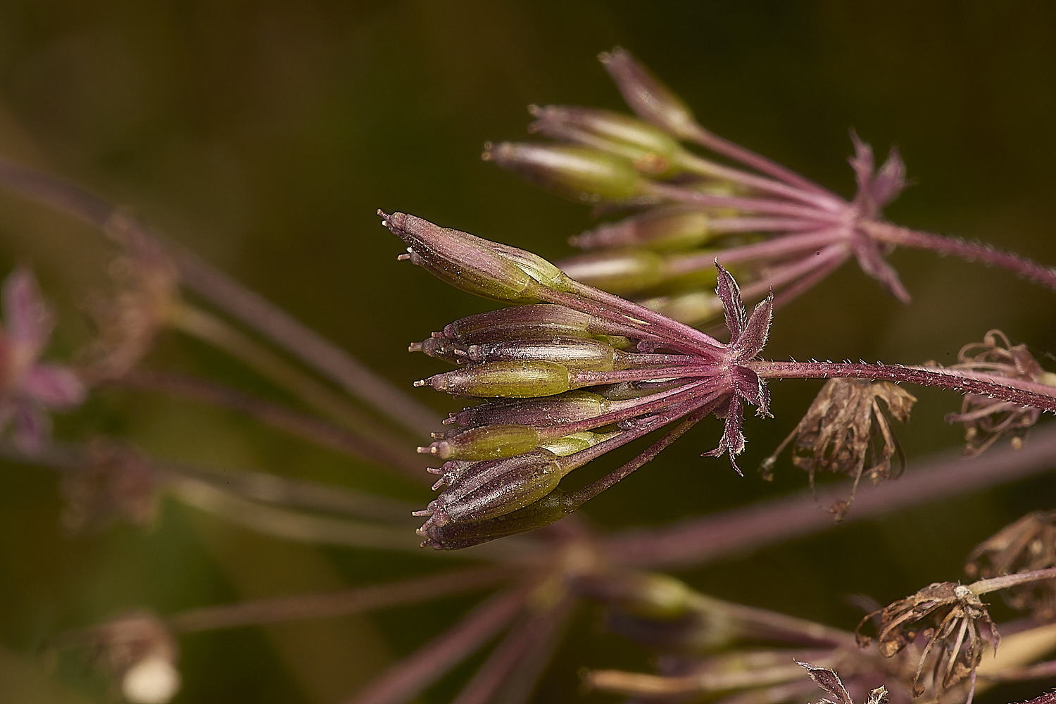 StrumpshawBurrChervil080824-2