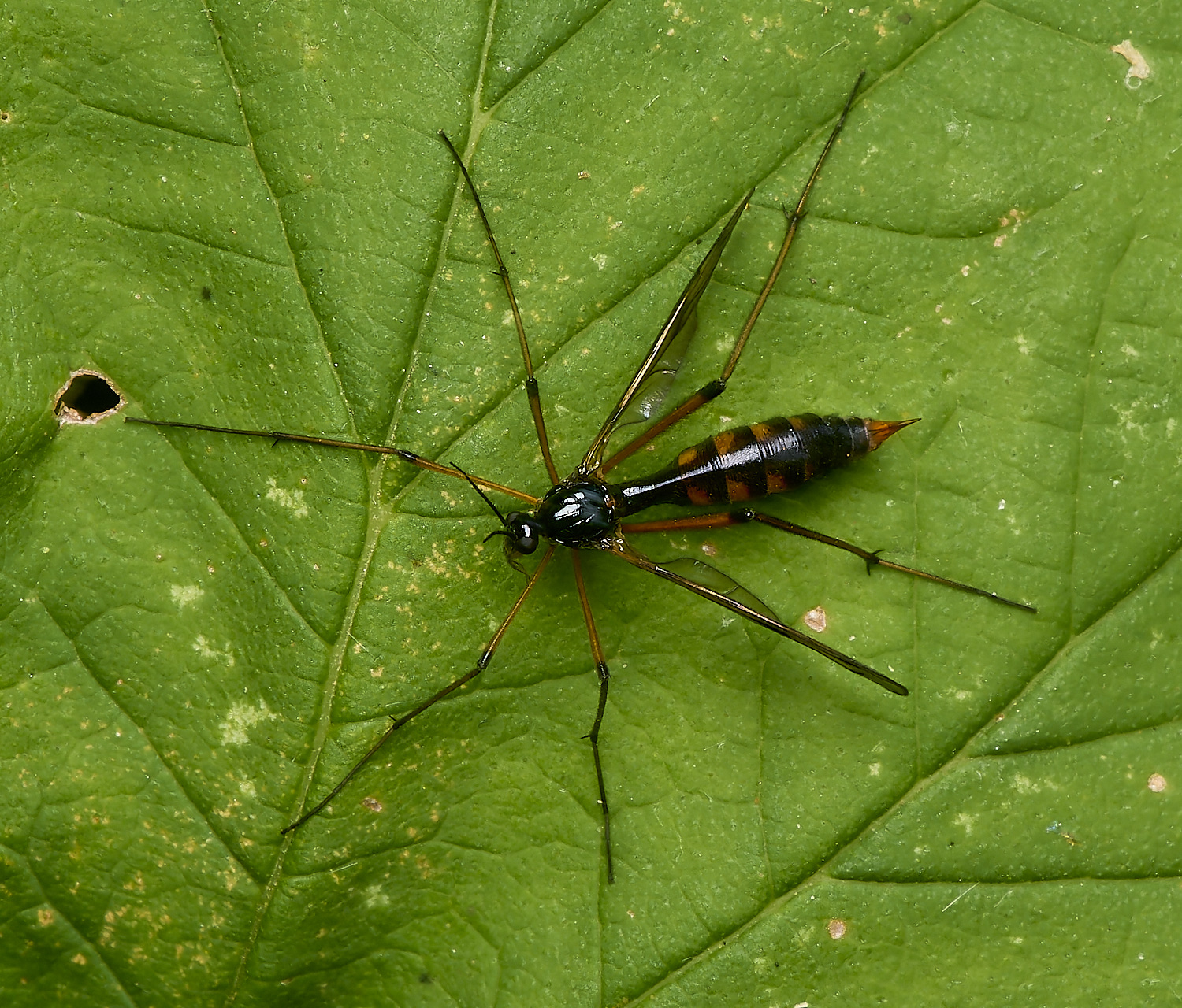 StrumpshawElegantCranefly080824-2