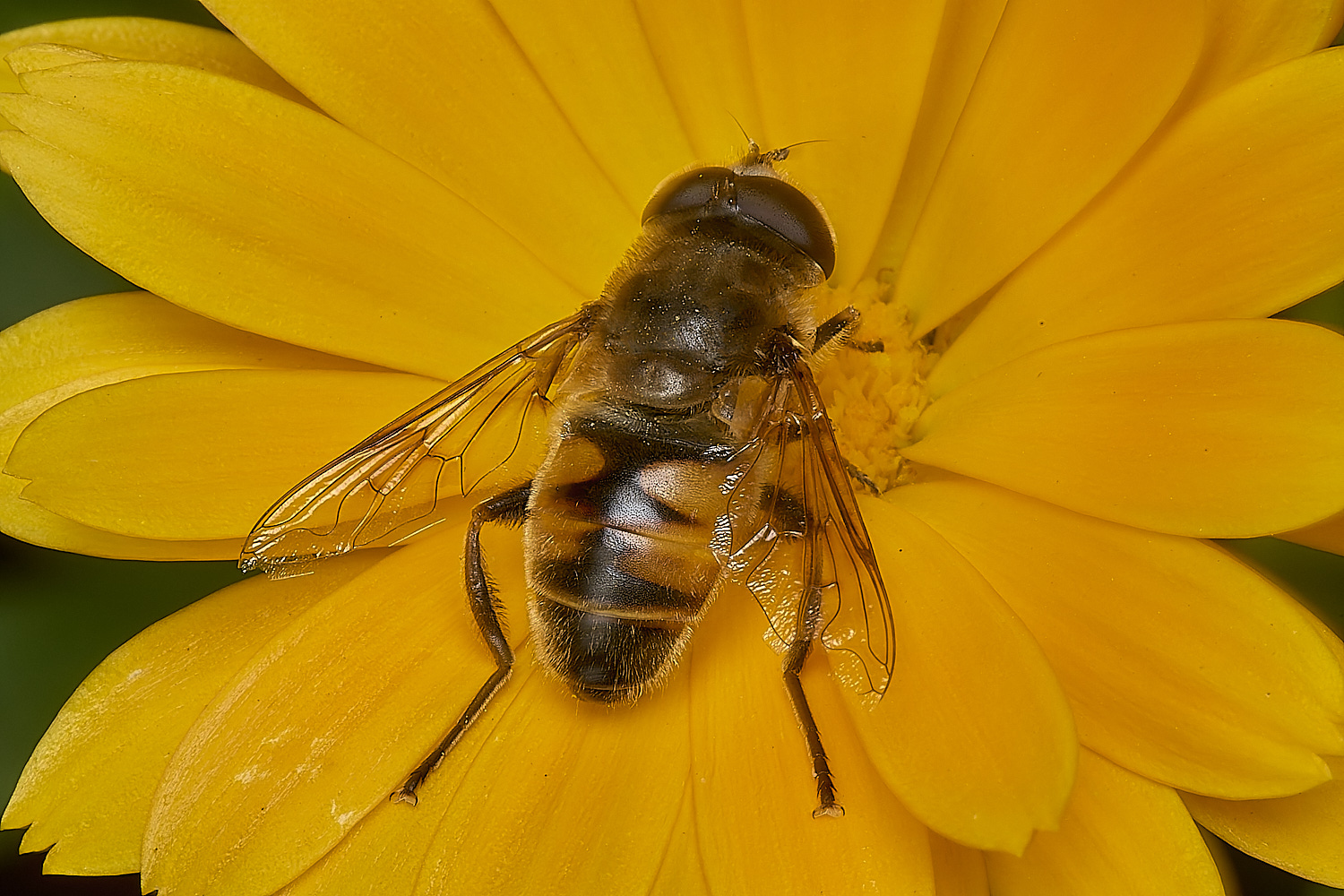 StrumpshawEristalis080824-1