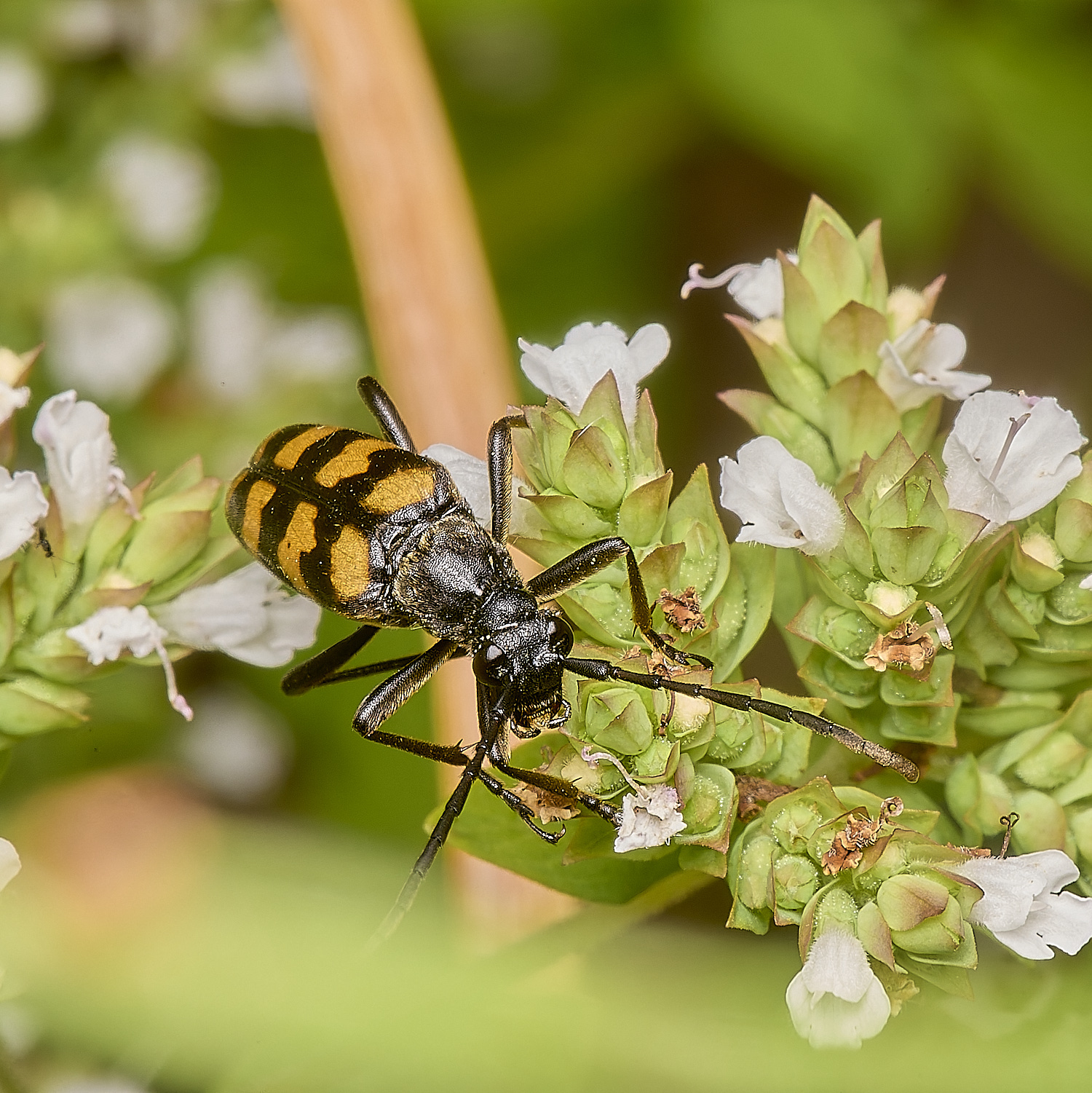 StrumpshawLonghorn080824-2