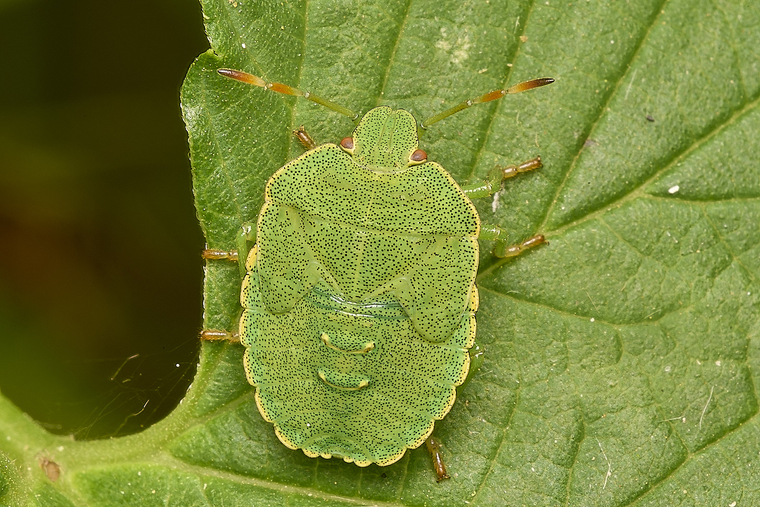 StrumpshawShieldBug080824-1