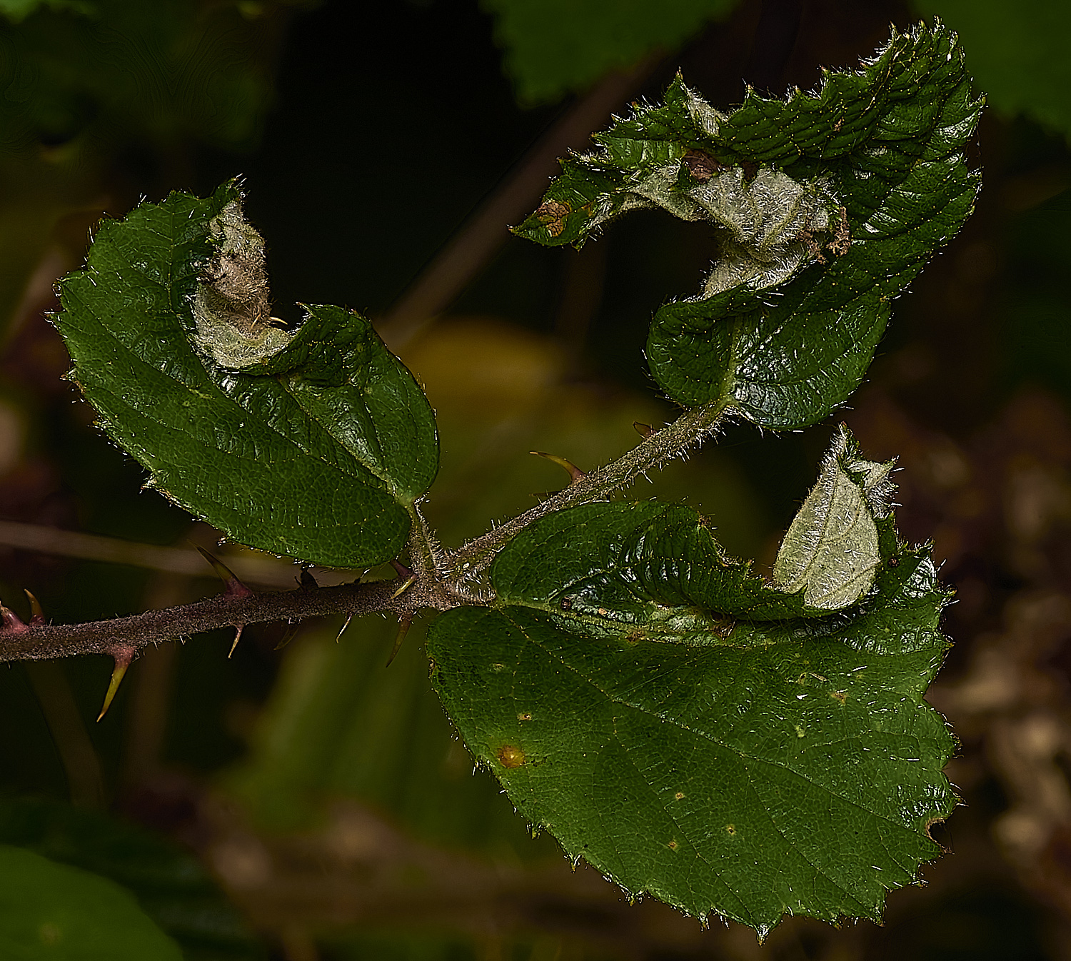 SusteadCommonBramble240924-1