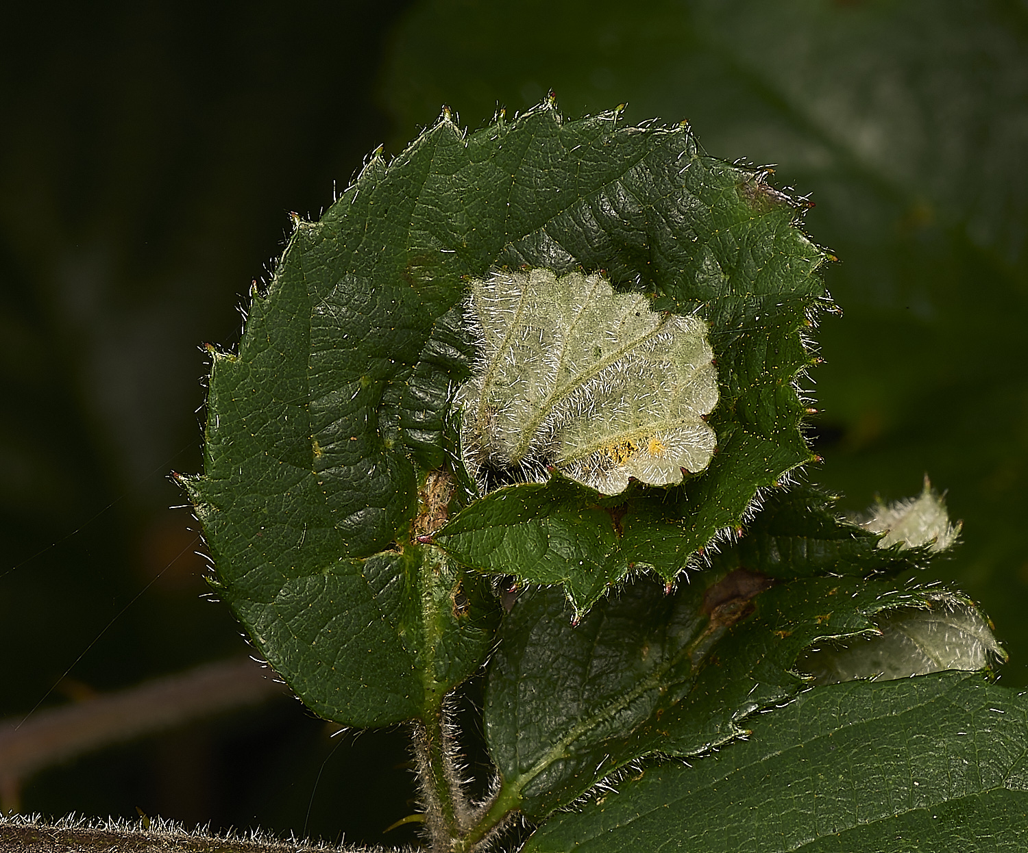 SusteadCommonBramble240924-2