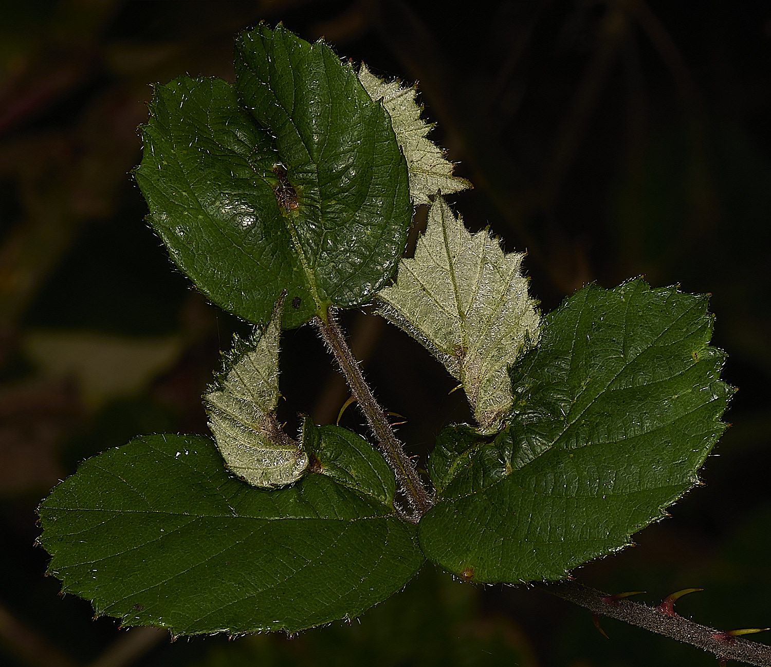 SusteadCommonBramble240924-3