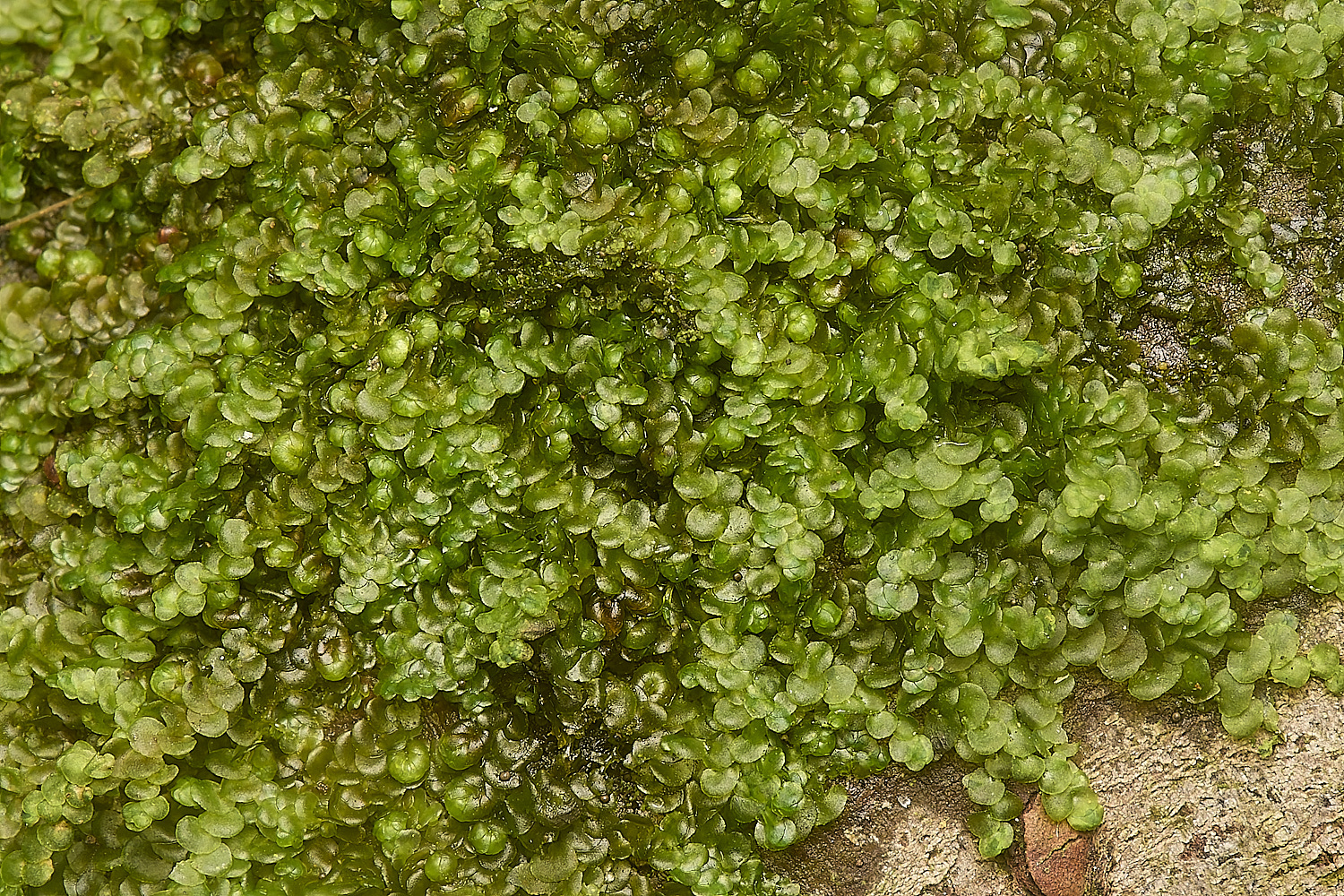 SusteadCommonFrullenia240924-1