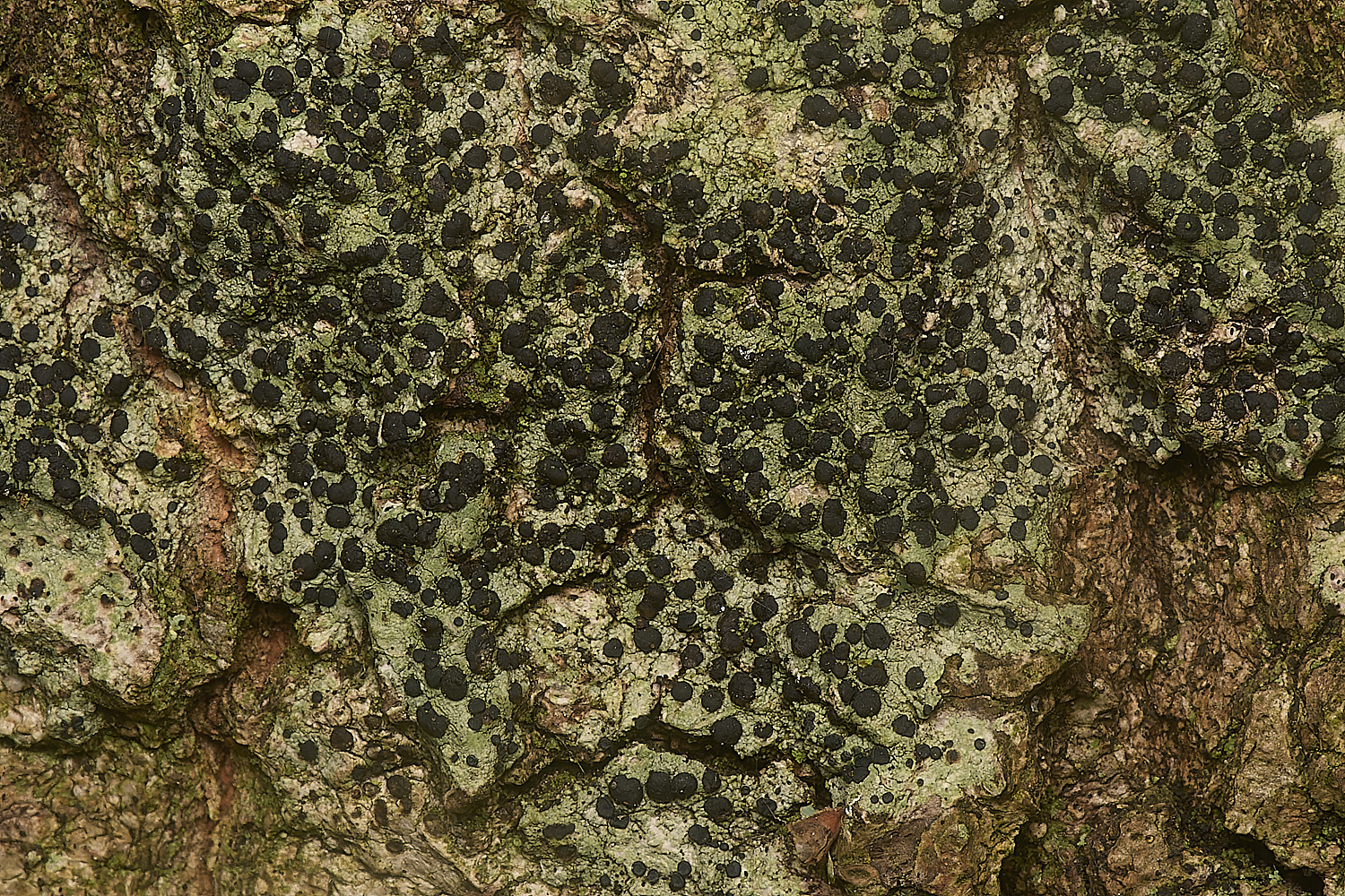 SusteadCommonLichen3240924-2