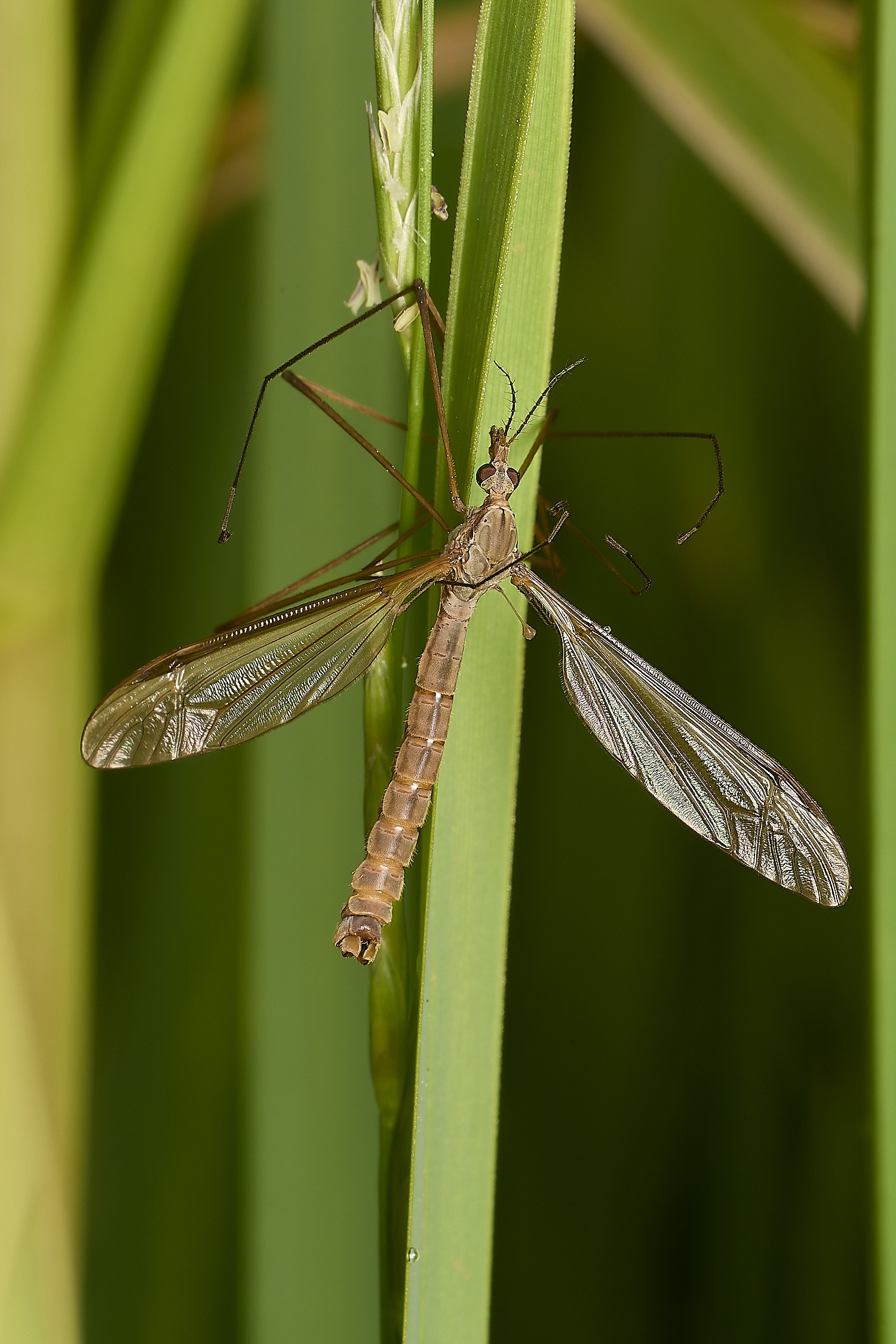 SweetBriarMarshCranefly110724-1