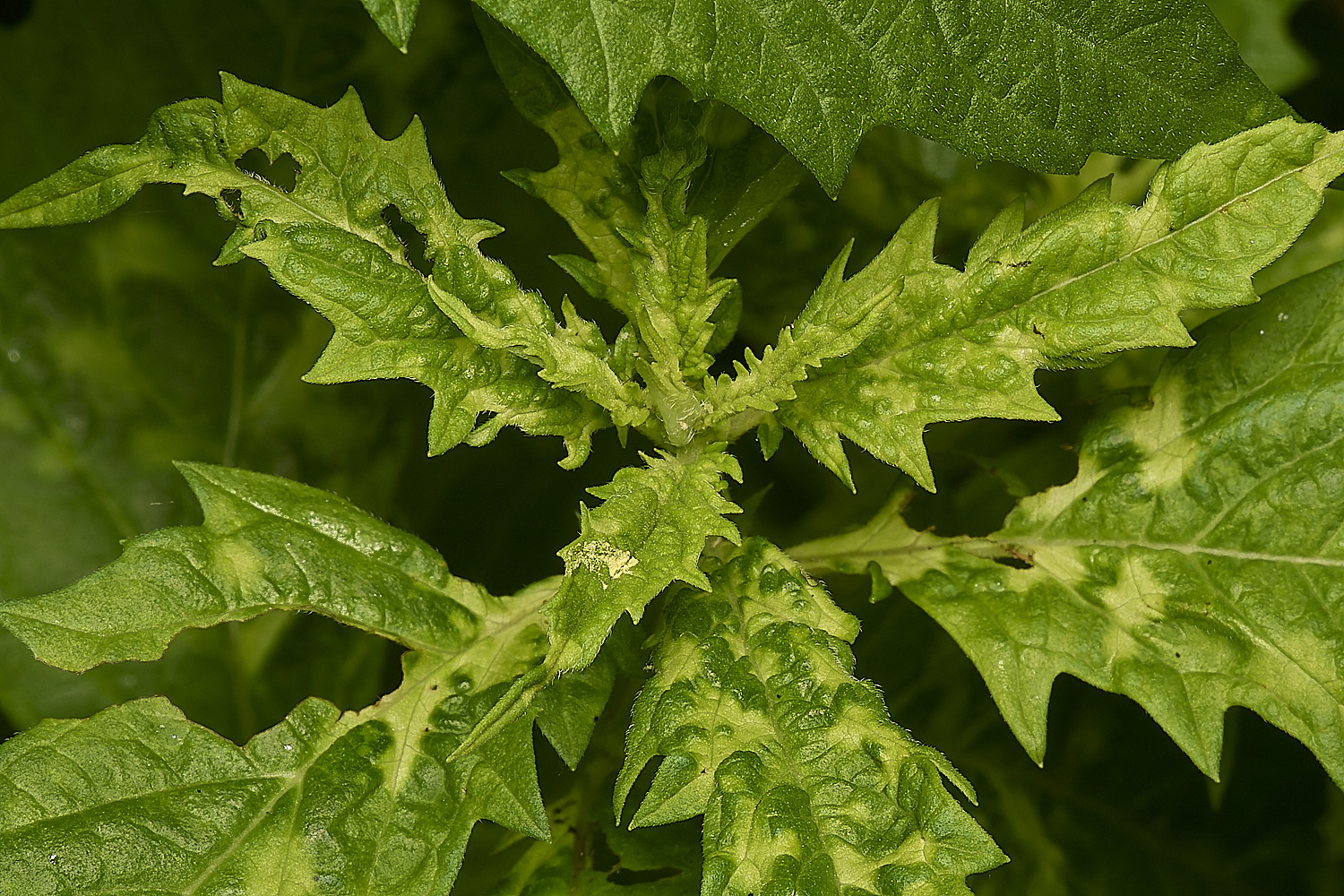 SweetBriarMarshCrosswort110724-2