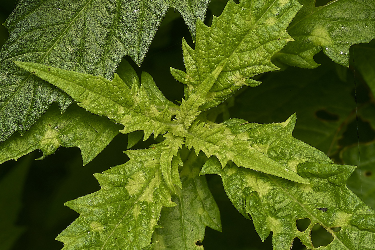 SweetBriarMarshCrosswort110724-3