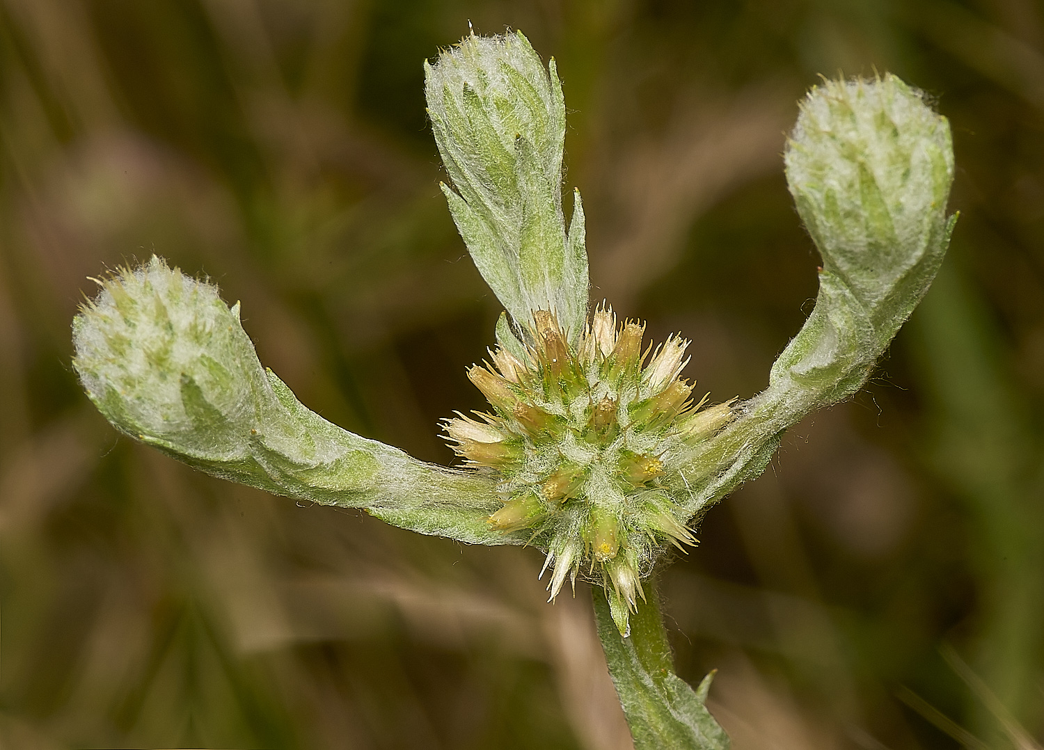 SweetBriarMarshCudweed110724-3